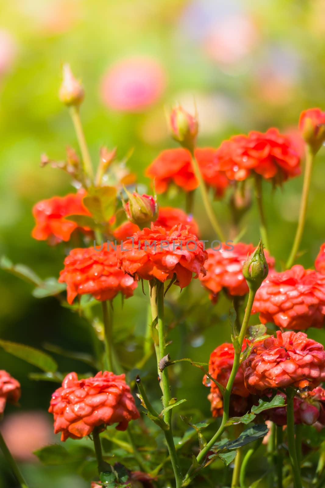 The background image of the colorful flowers by teerawit