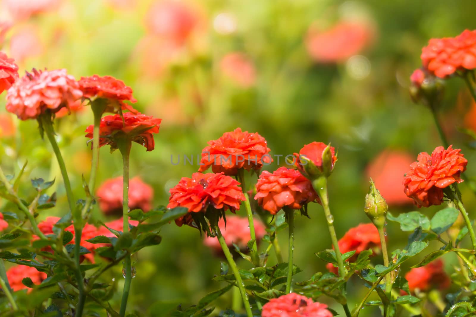 The background image of the colorful flowers, background nature