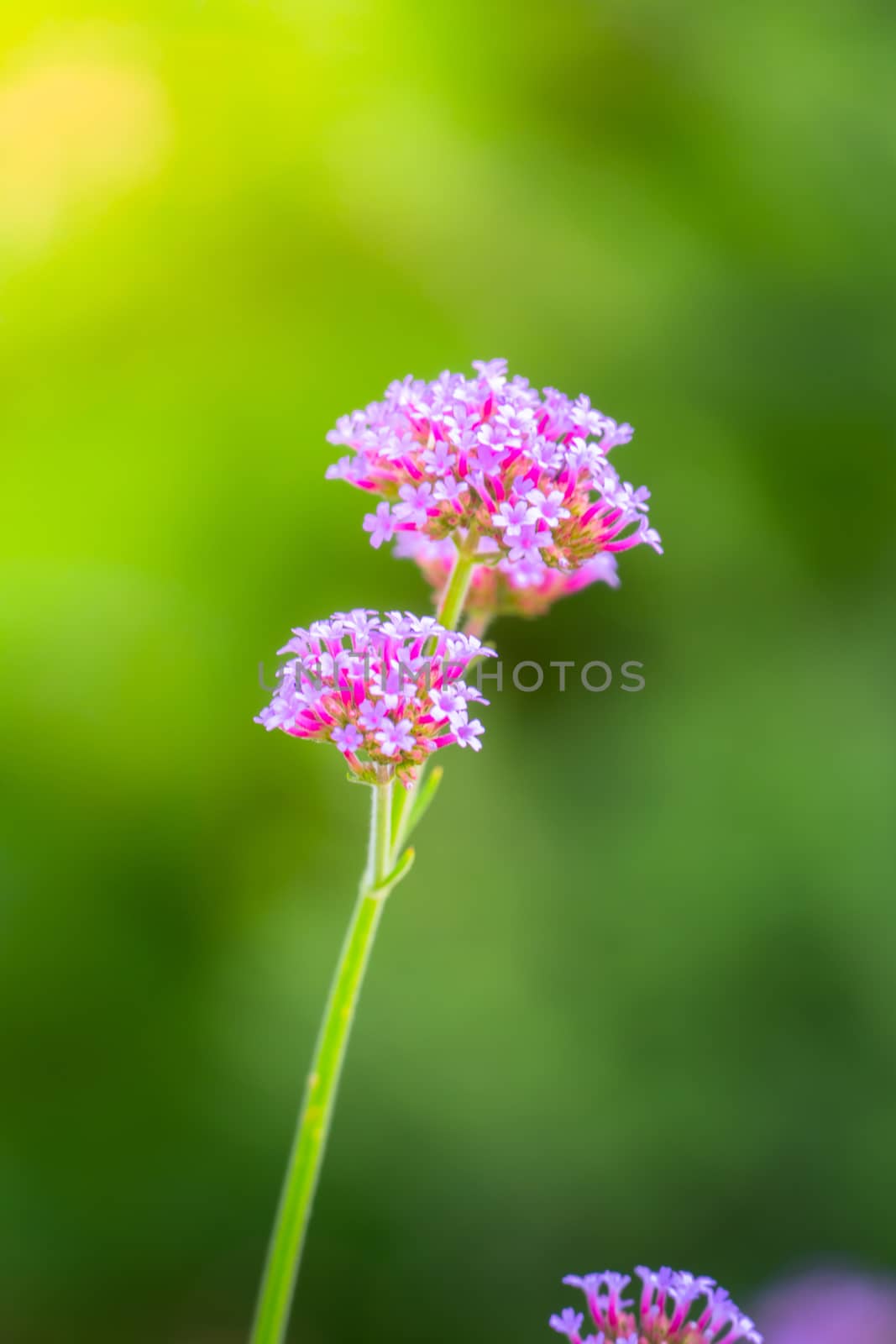 The background image of the colorful flowers by teerawit