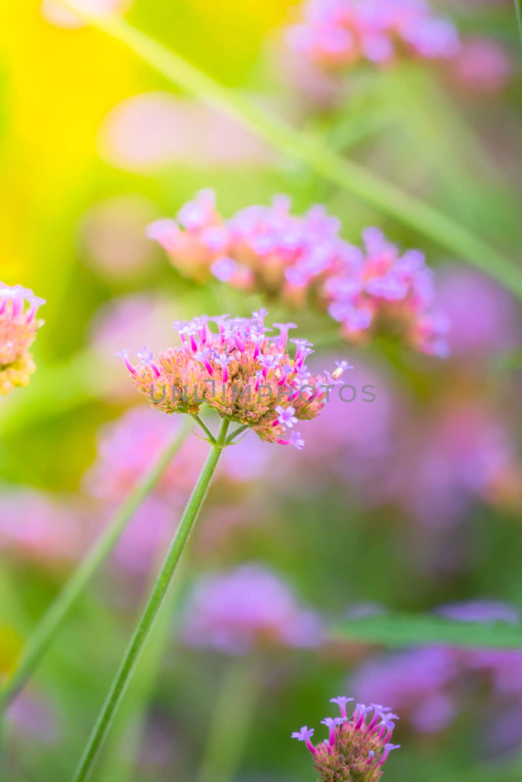 The background image of the colorful flowers by teerawit