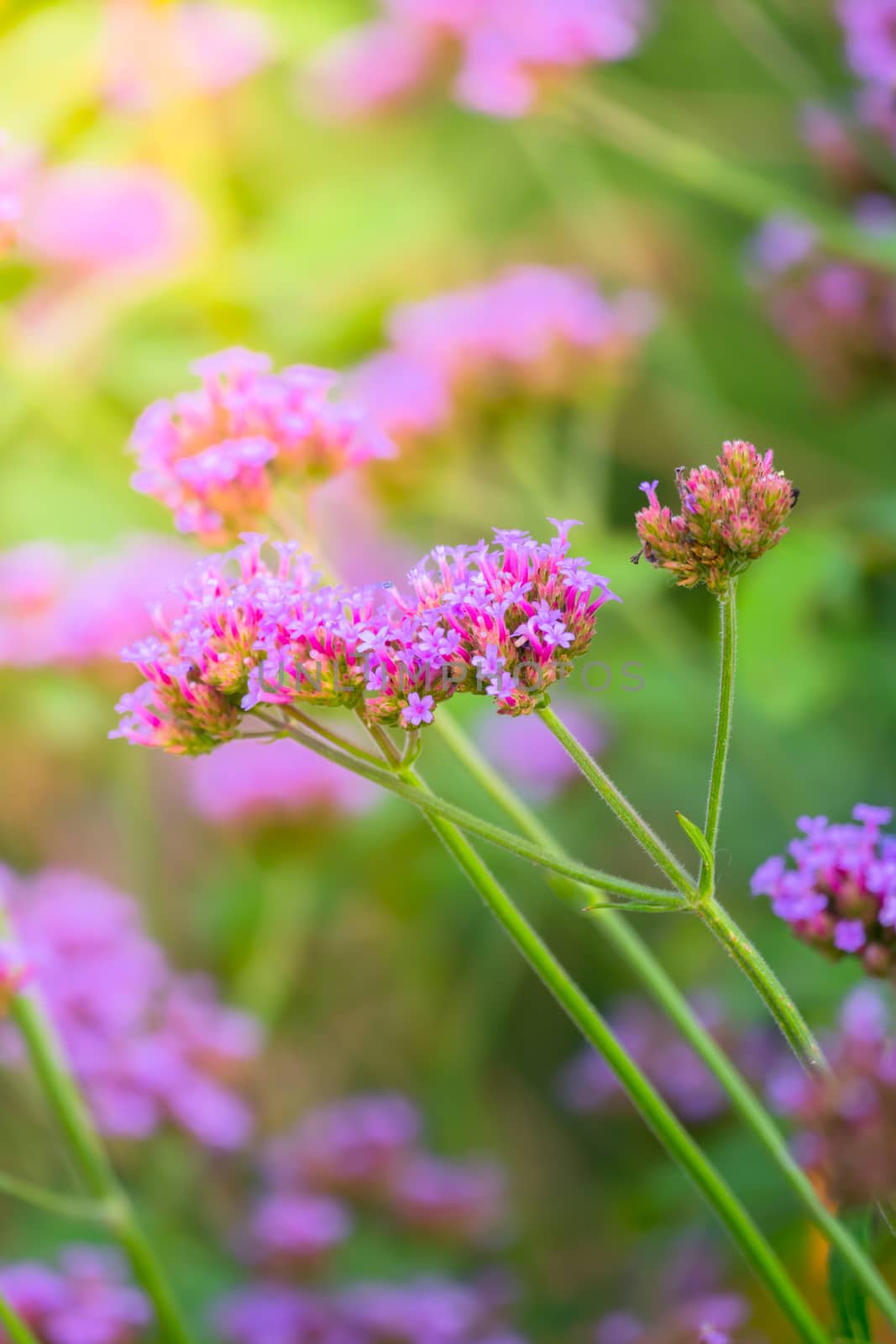 The background image of the colorful flowers by teerawit