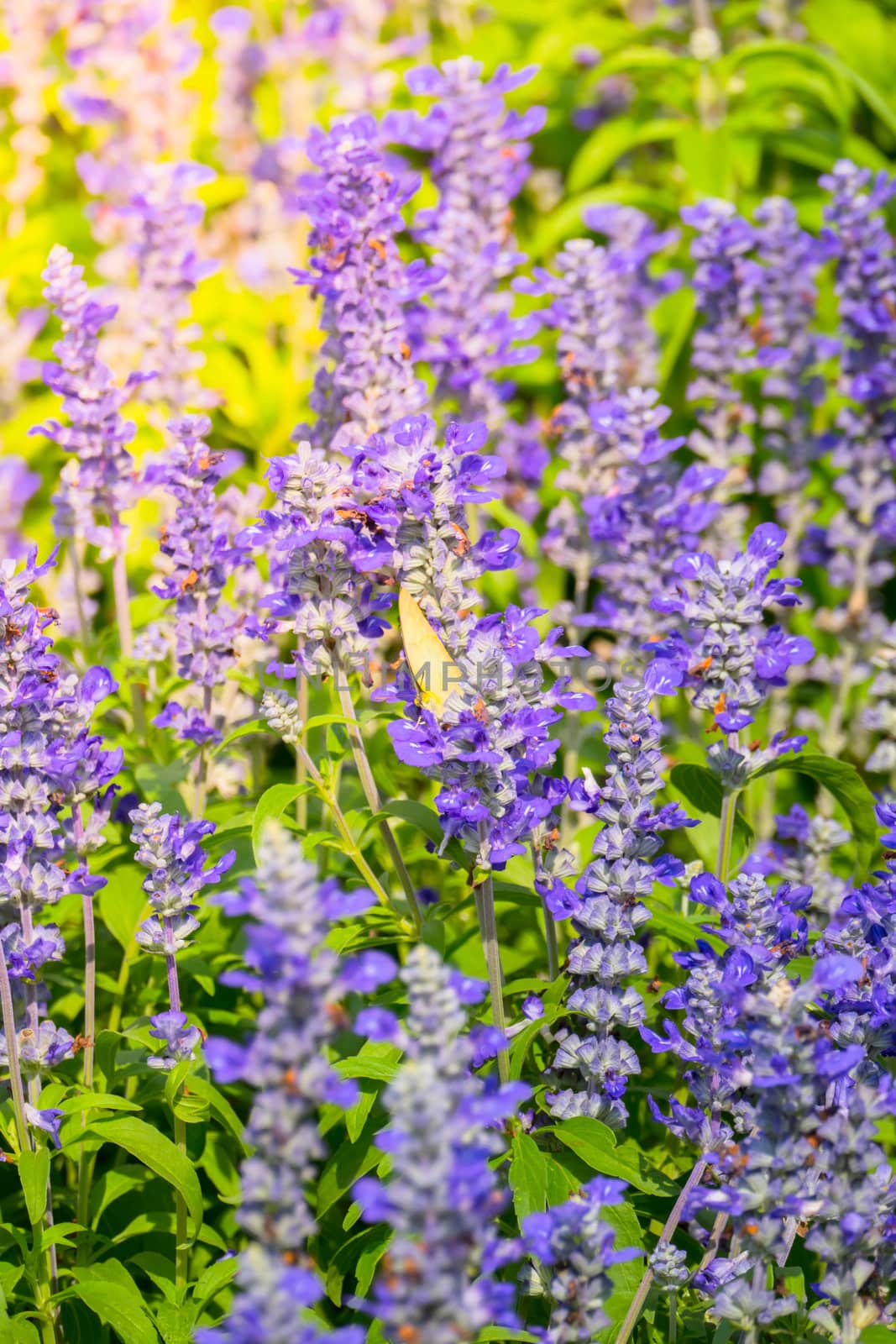 The background image of the colorful flowers, background nature