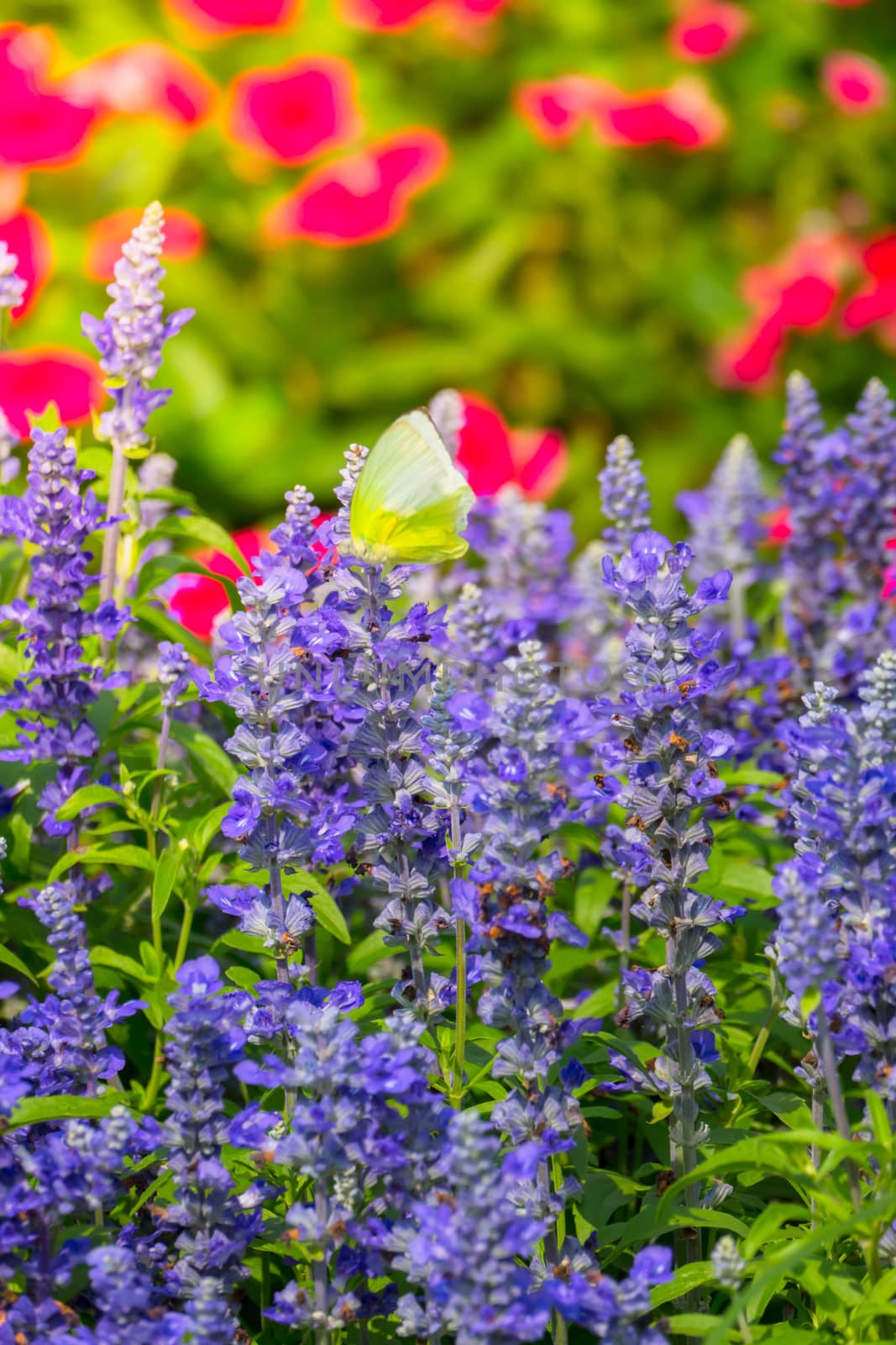 The background image of the colorful flowers by teerawit