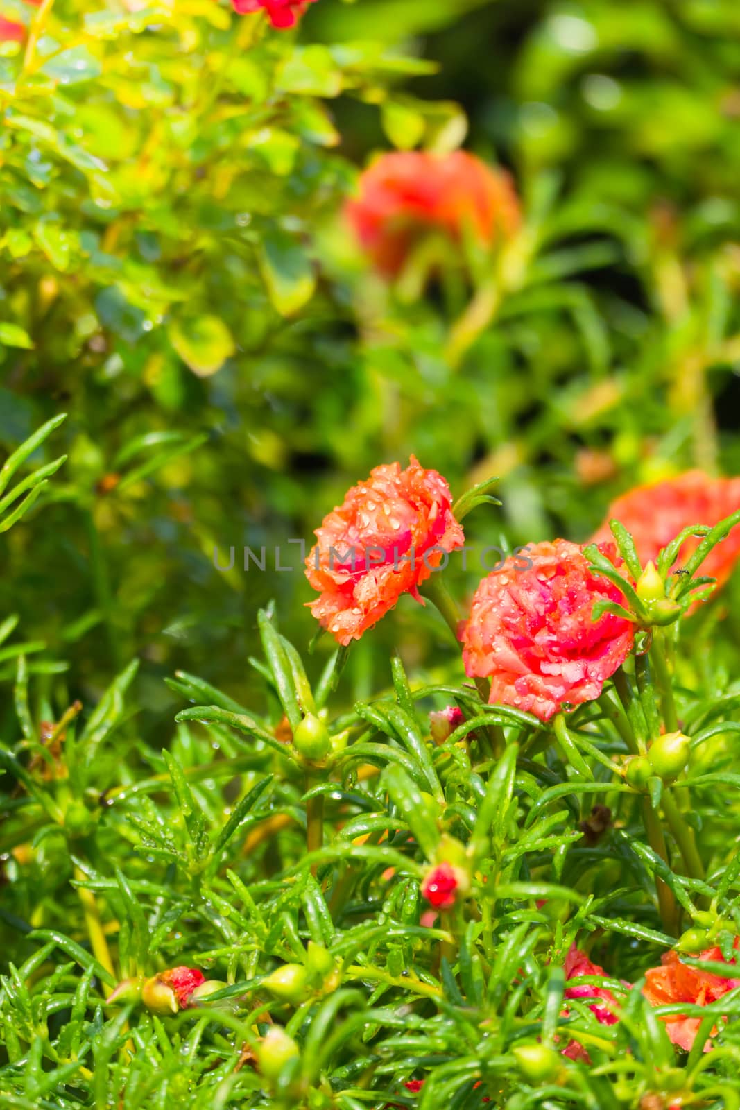 The background image of the colorful flowers by teerawit