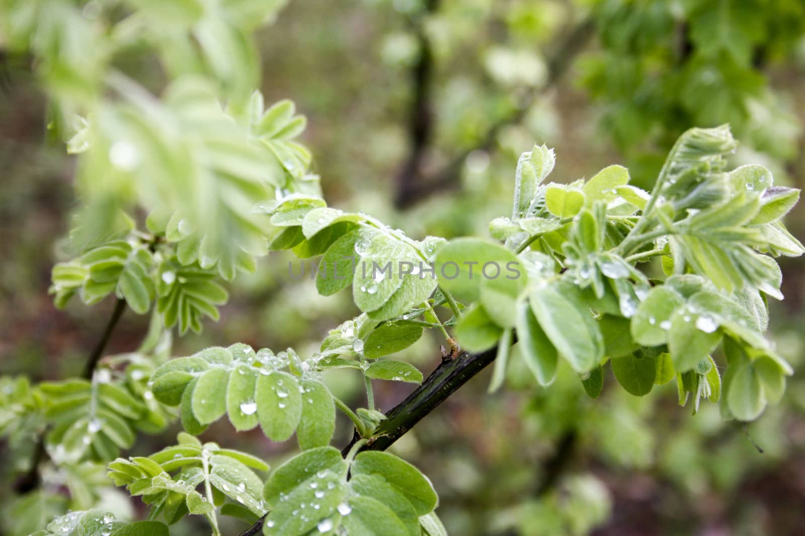Leaves of the tree with dew. Photo for your design by xenium