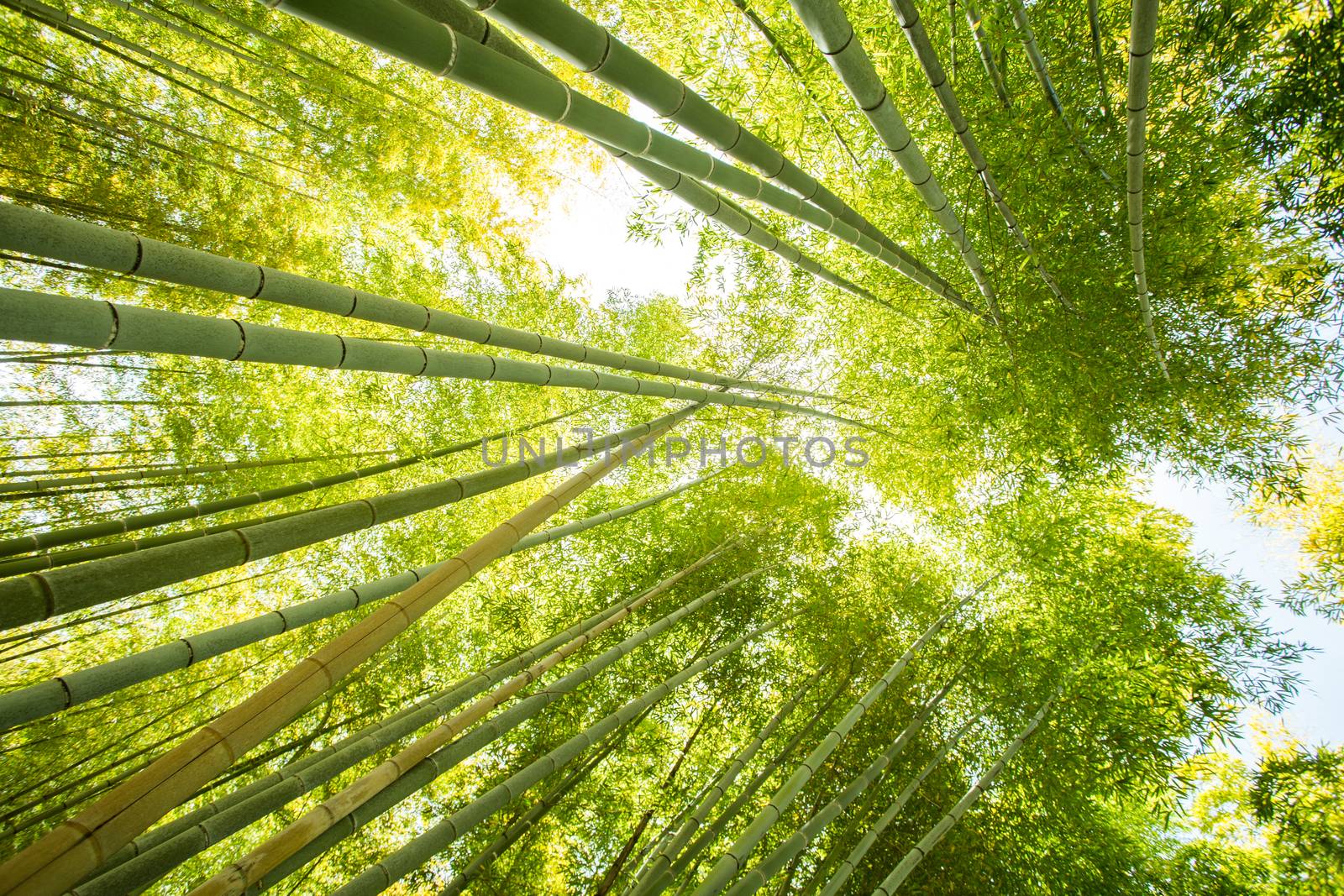 low angle view of bamboo forest