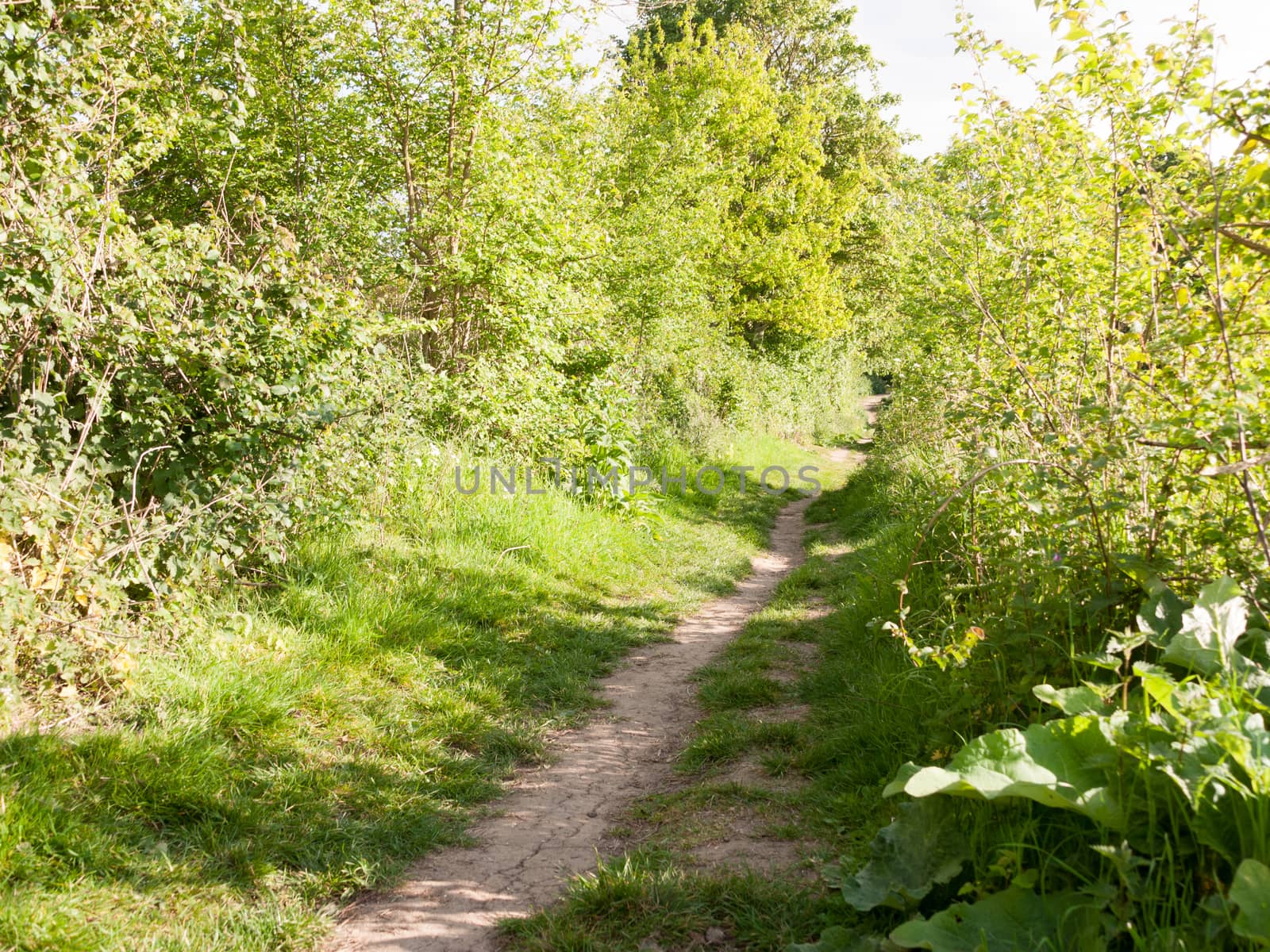 a path running through some bushes outside in the country on a bright and sunny summer's day in essex uk england with no people walking peaceful