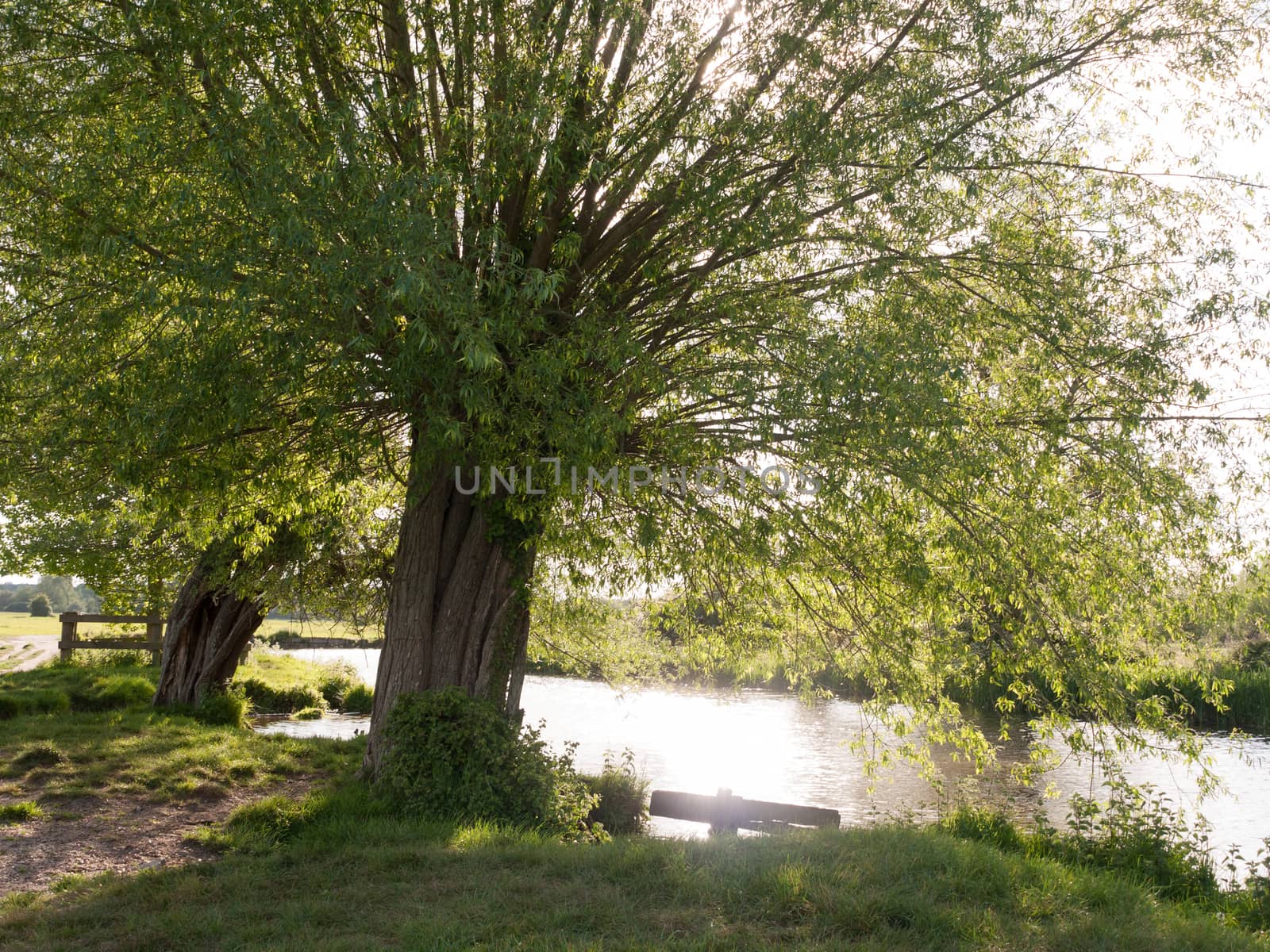 a tree at the side of a river in the countryside looking relaxing and beautiful with no people in essex uk peaceful and sunlit