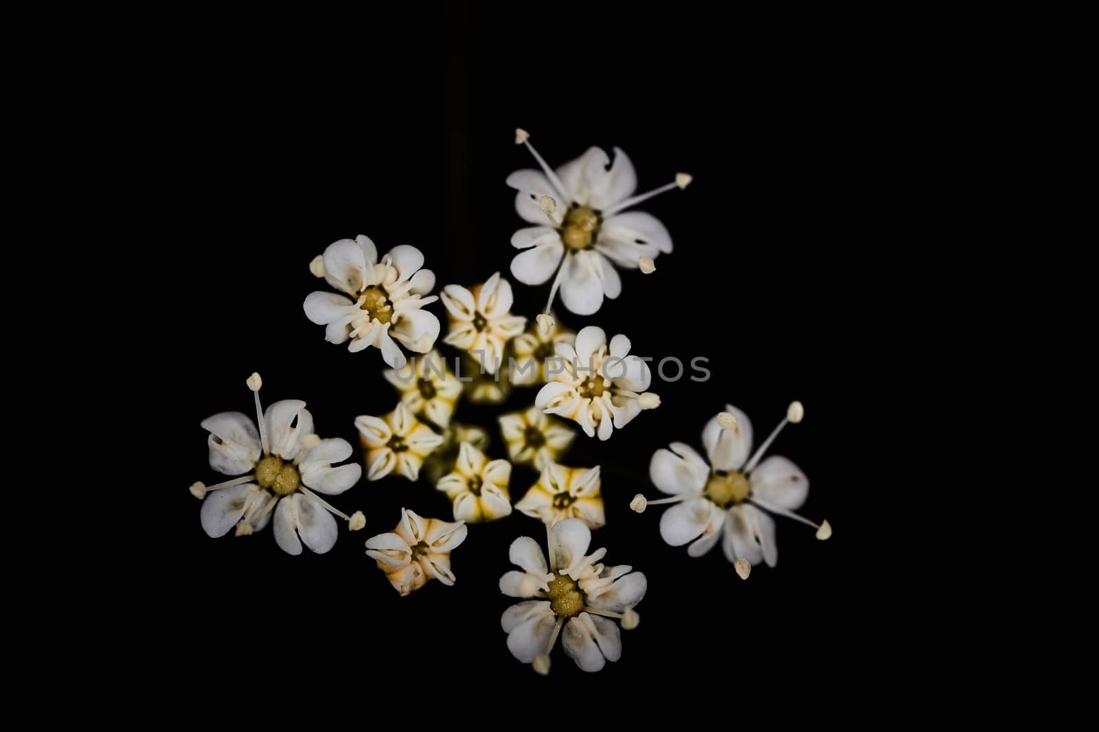 White flower from apiaceae family on a black background macro