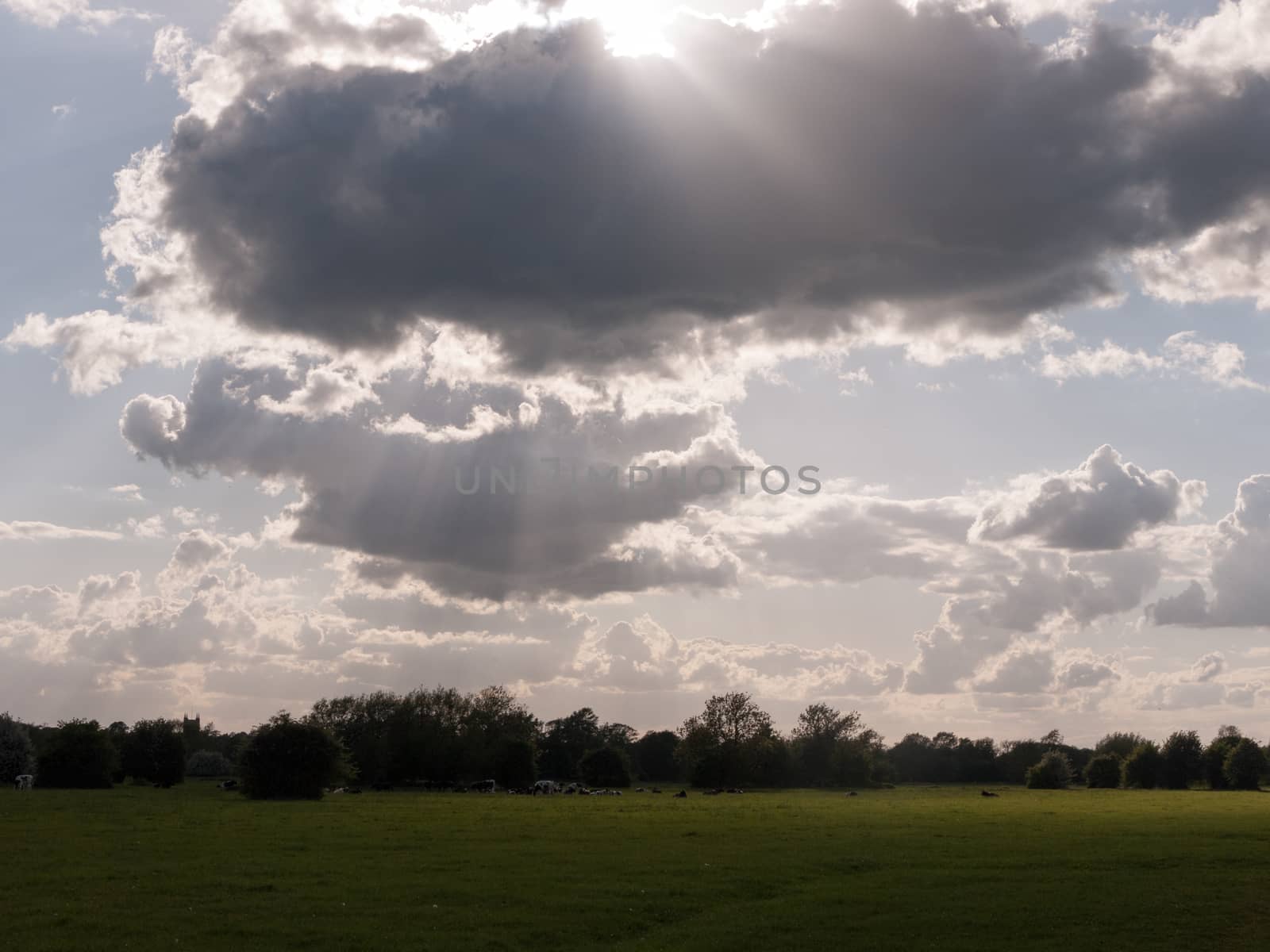 the sun poking through with beams of a very cloudy sky above an open country scene outside in essex england of the uk on a summer afternoon with no people and cows in the distance relaxing and grazing