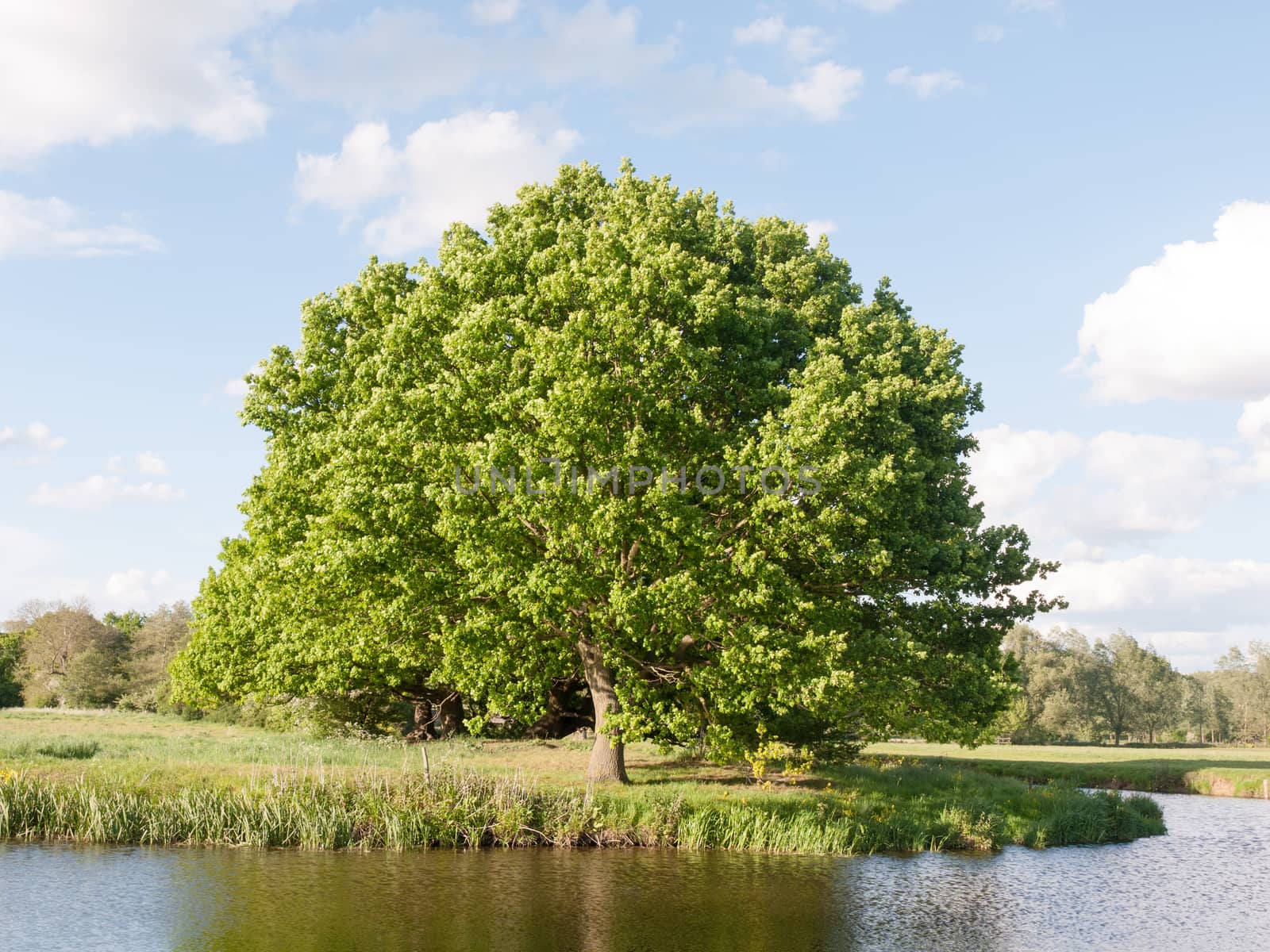 a big single oak tree at the side of a river in detail in the sunny summer light late afternoon lush along the river stour in dedham of essex england in the uk peace and relaxing location