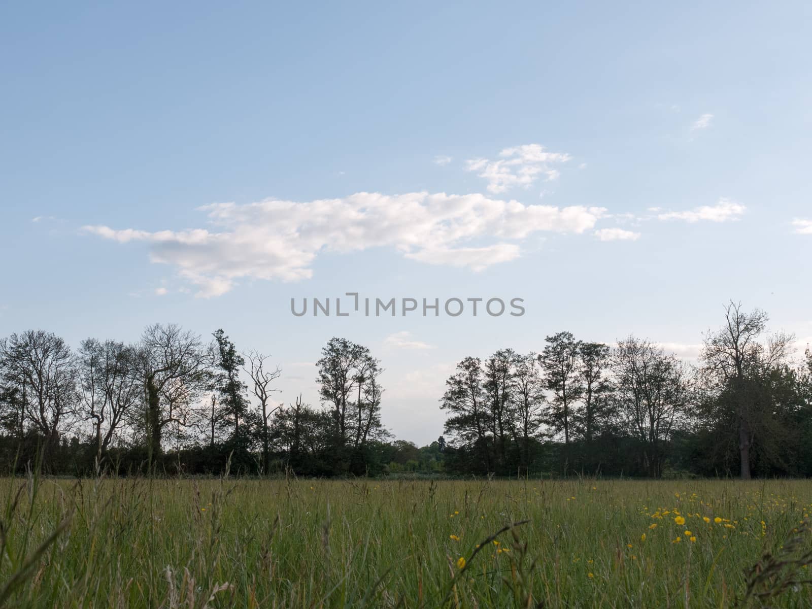 a beautiful treeline in the distance with a gap seen from the point of view of the grass level with no humans or people and a clear sky on a late summer's afternoon in the country