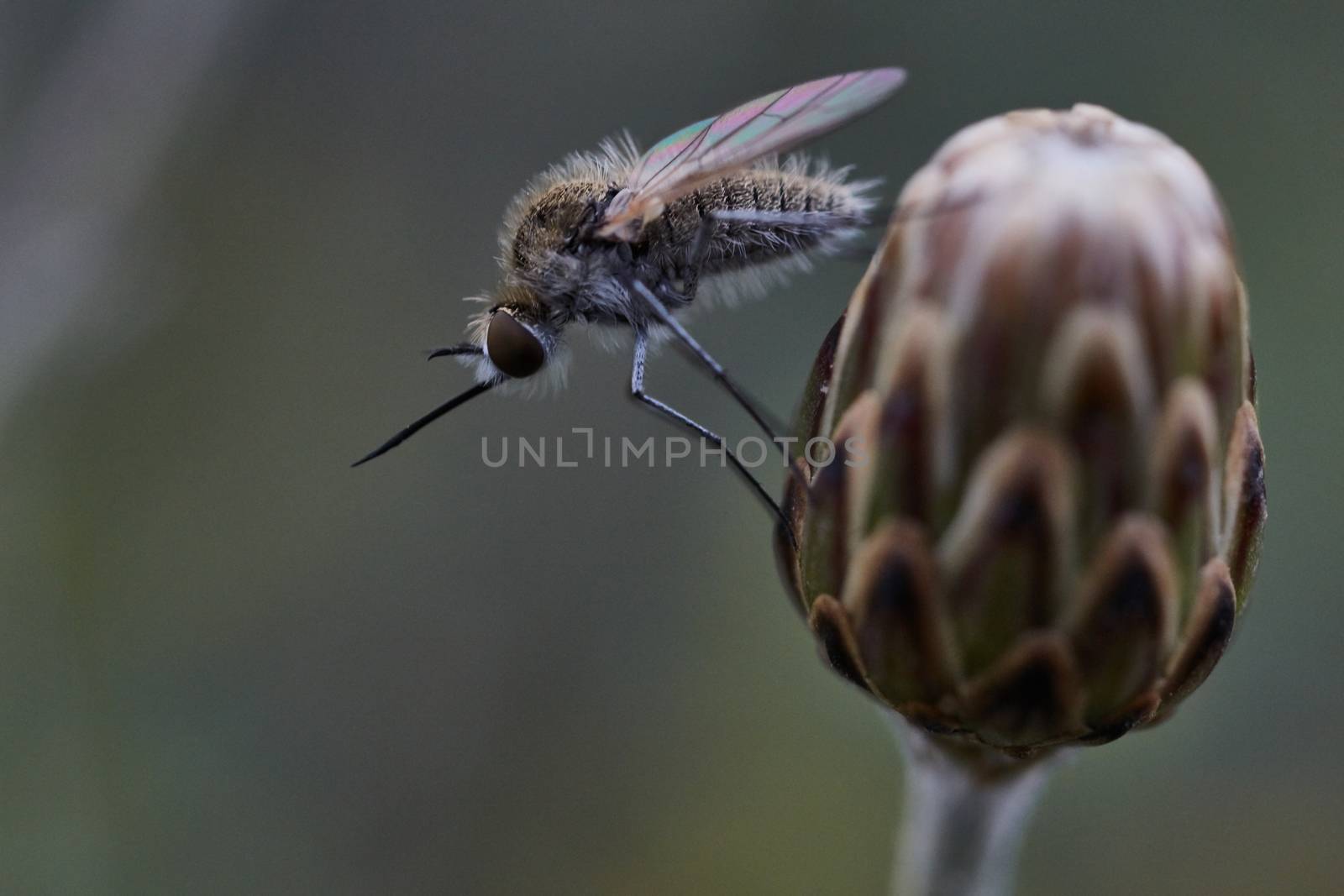 Mosquito sitting on a flower bud macro 