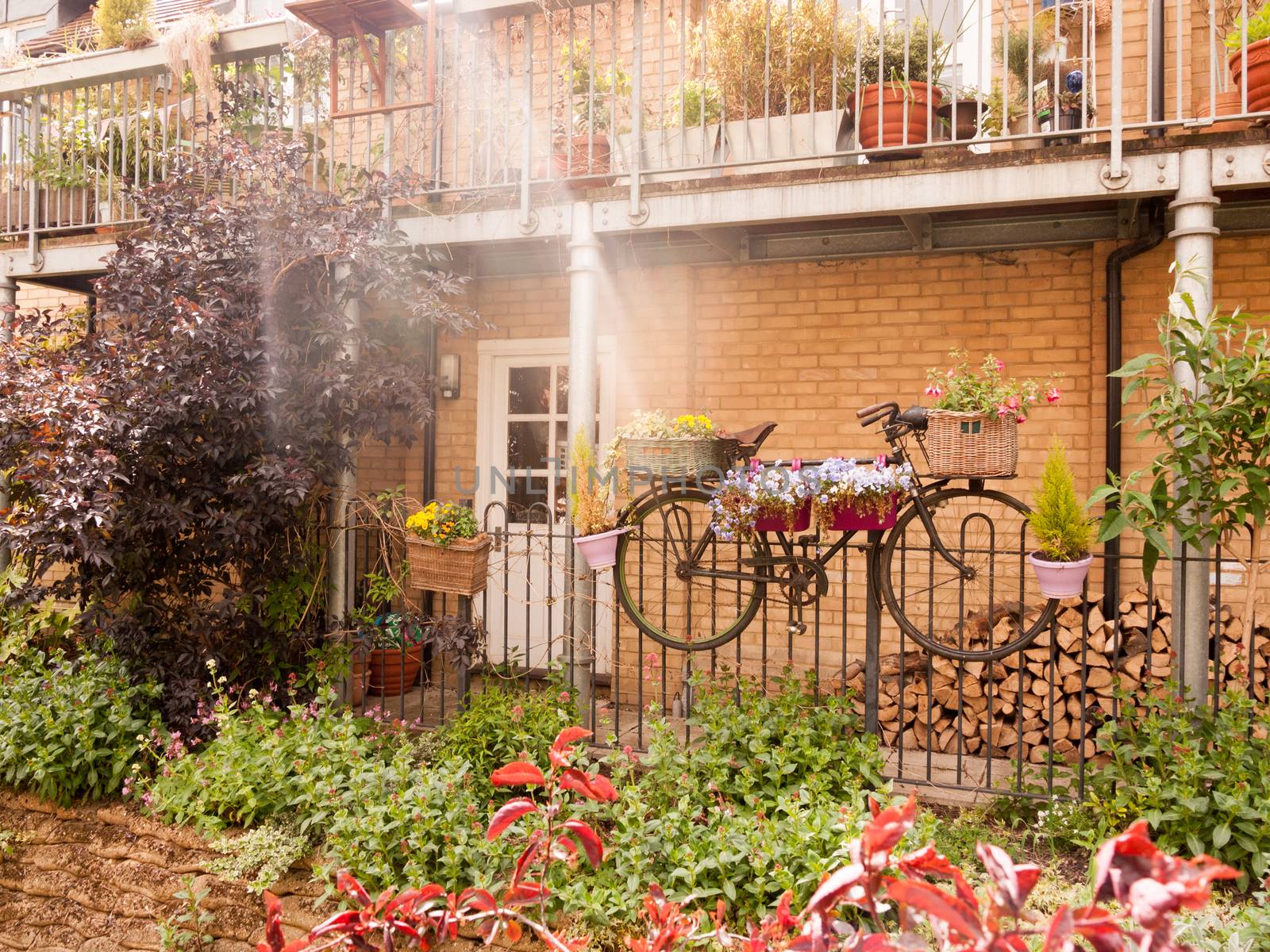 beautiful outside garden scene with a bike with flowers in basket and plant pots summer late afternoon light
