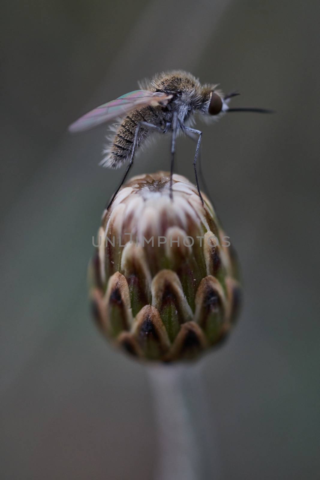 Mosquito sitting on a flower bud macro 