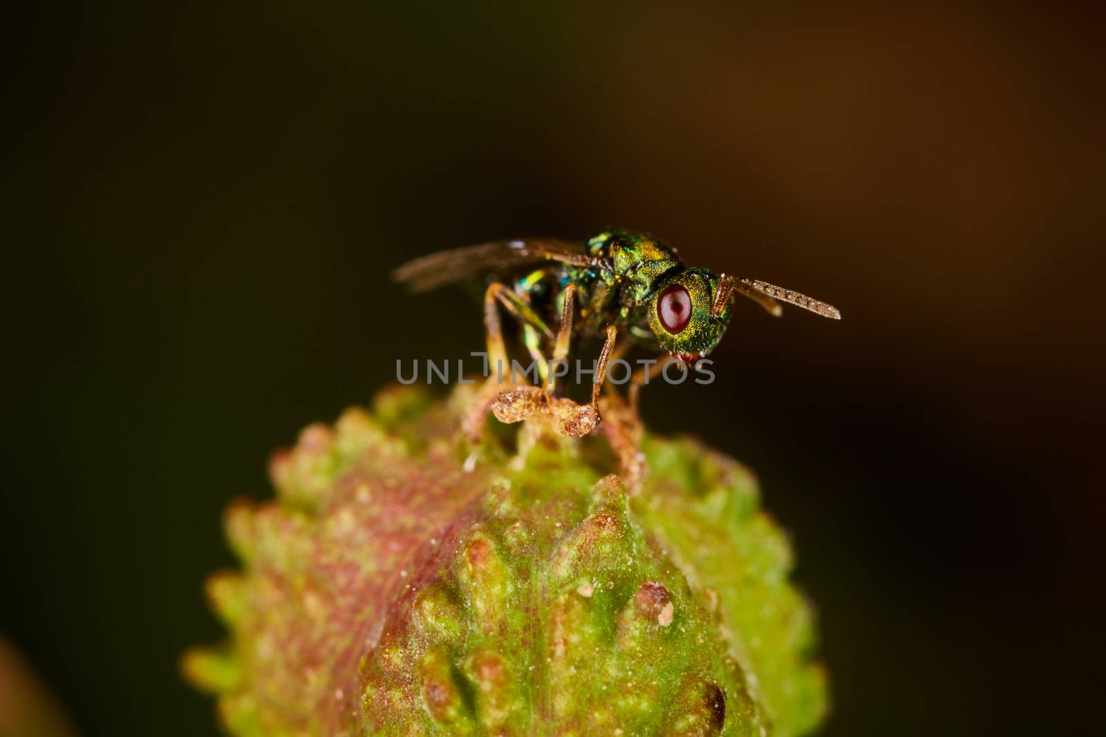 little green fly sitting on a flower