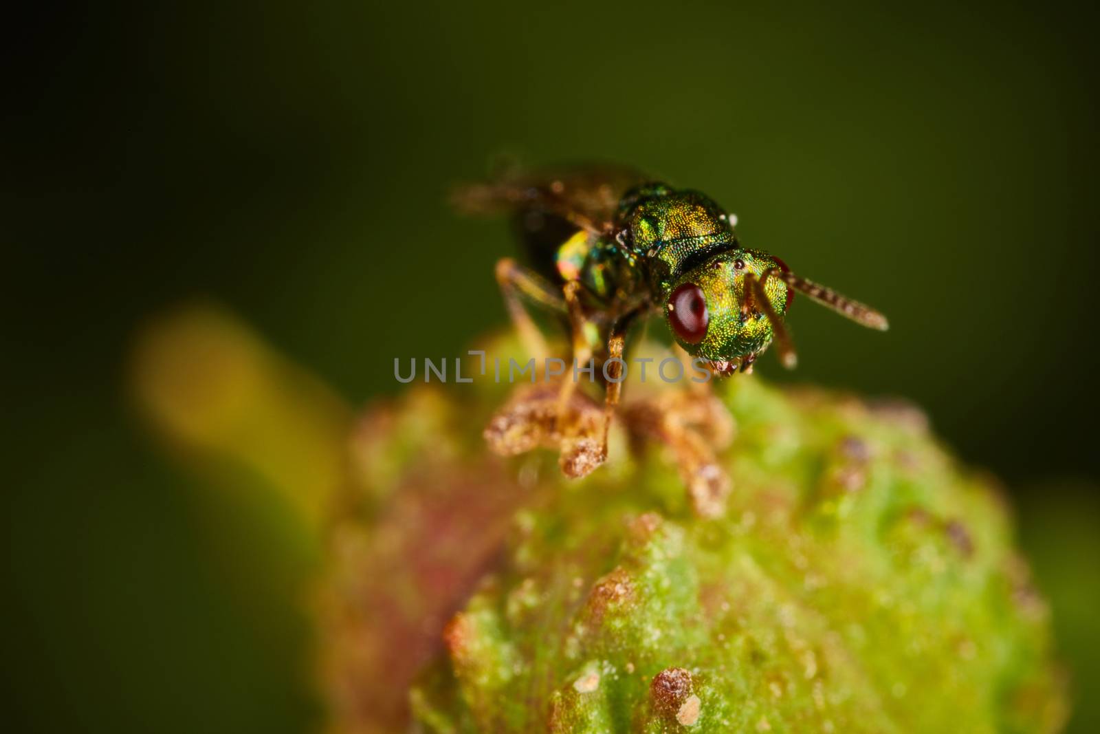 little green fly sitting on a flower