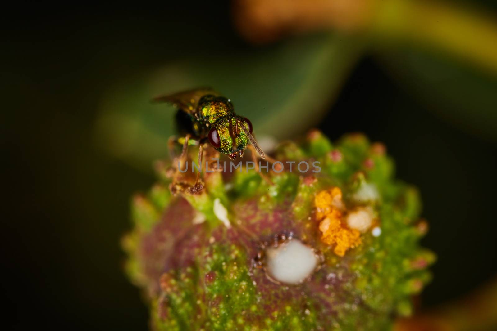 little green fly sitting on a flower by rasika108