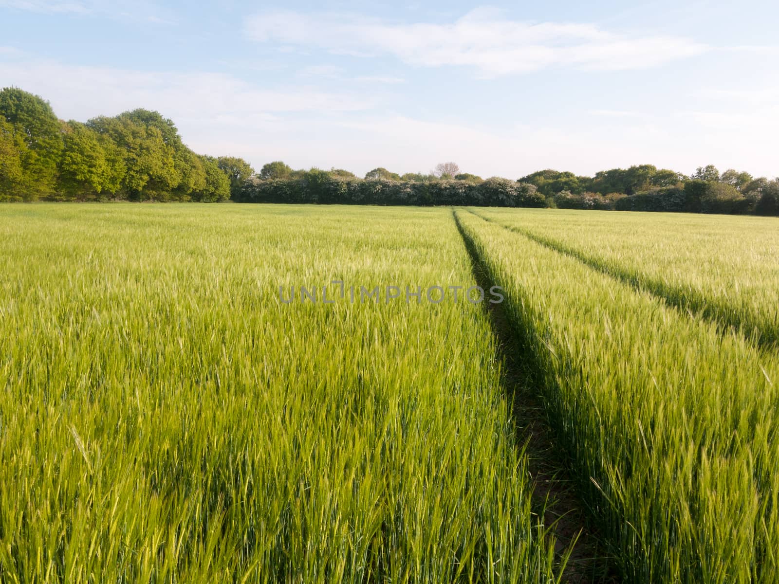 gorgeous crop field outside growing in the sun light shimmering farm land spring light