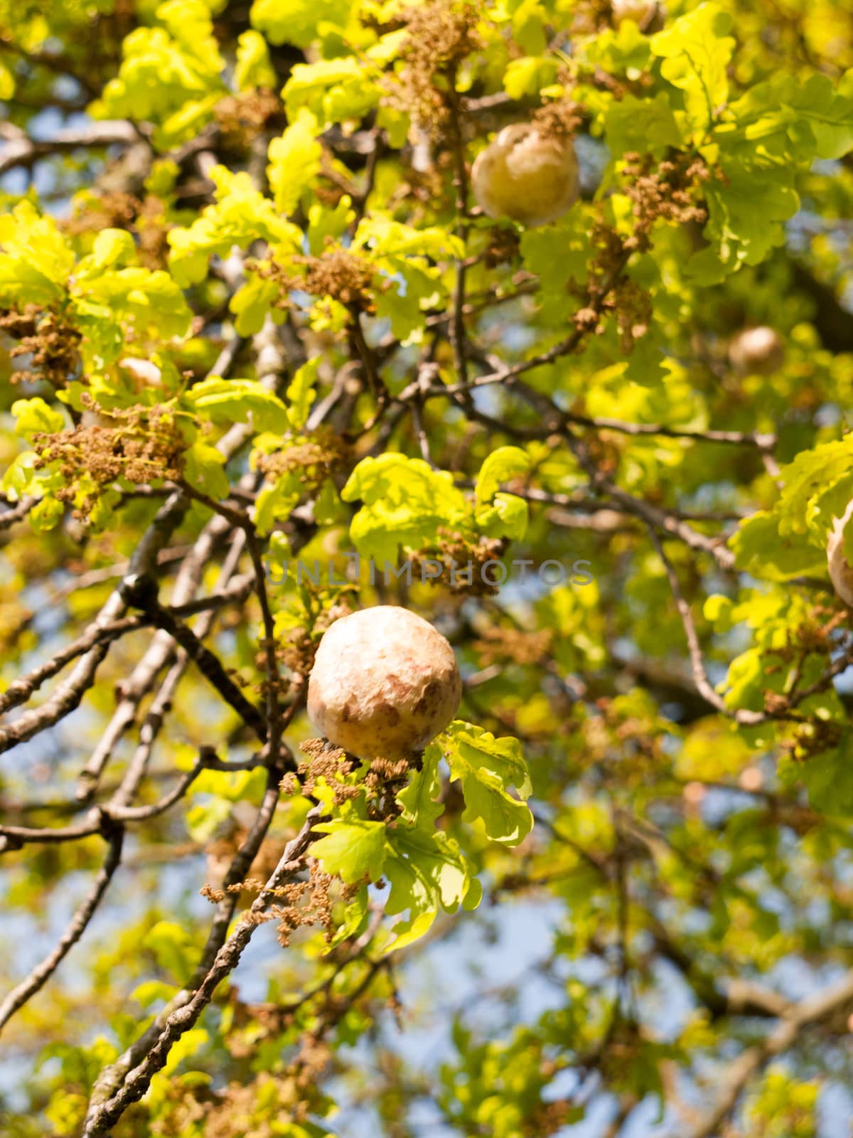 a fresh oak apple growing on a tree outside beauty nature