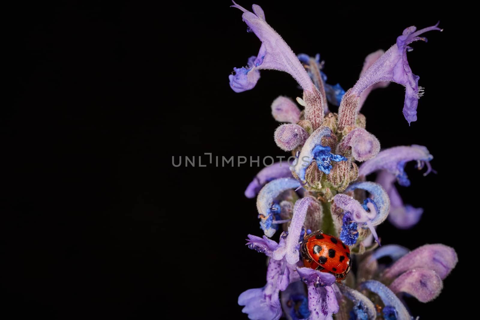 Coccinellidae bug on a violet plant macro photo