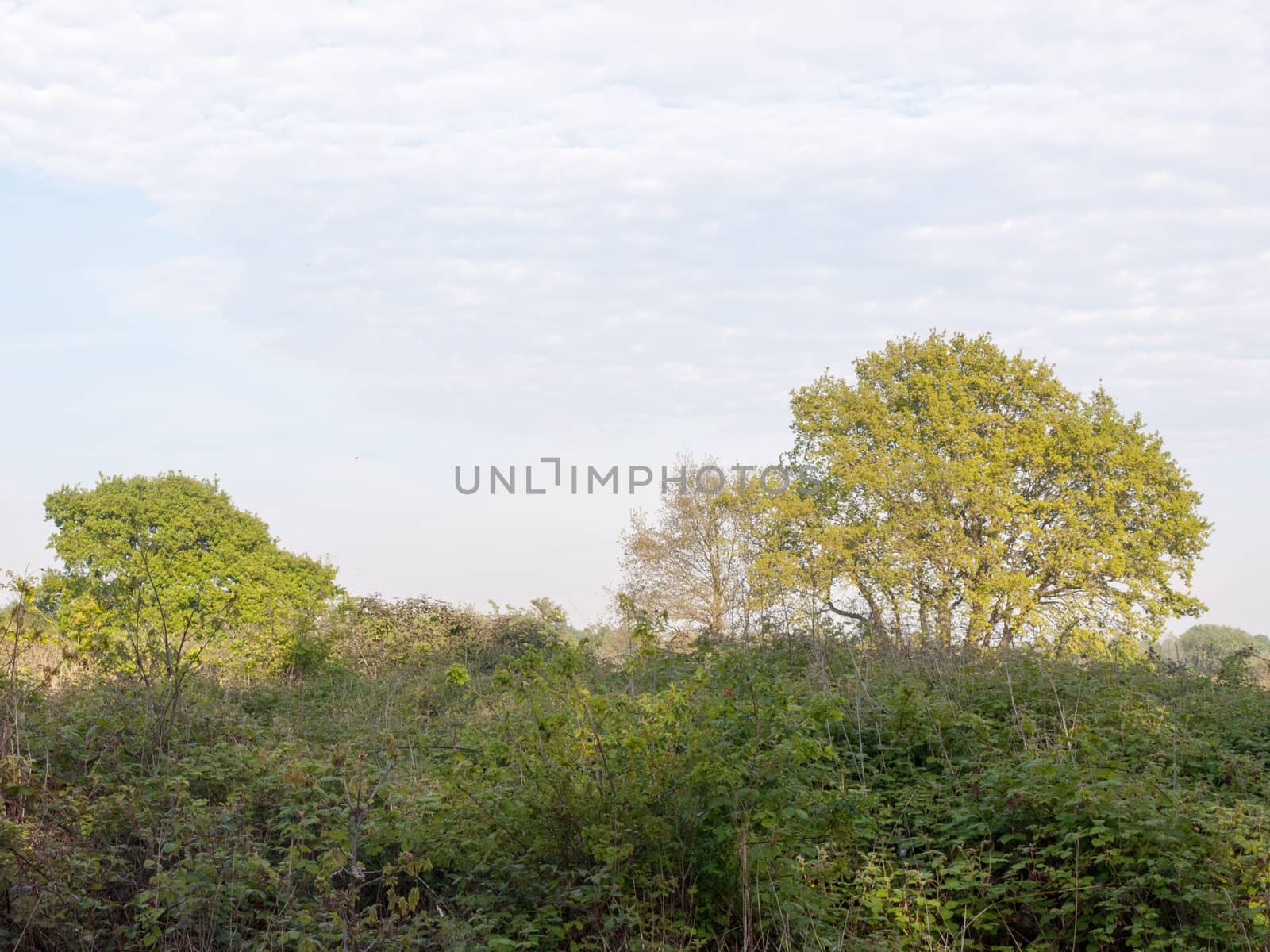 lush nature tree line outside conservation pretty peace in need or restoration spring day