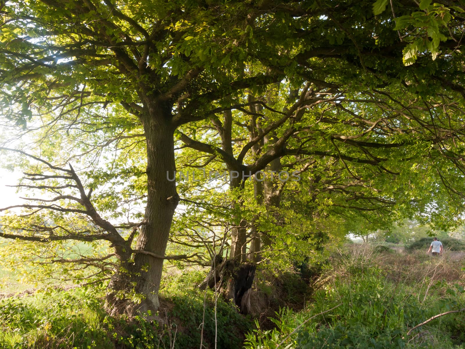 lovely growing green lush tree outside beautiful and peaceful with no people natural wonders spring day