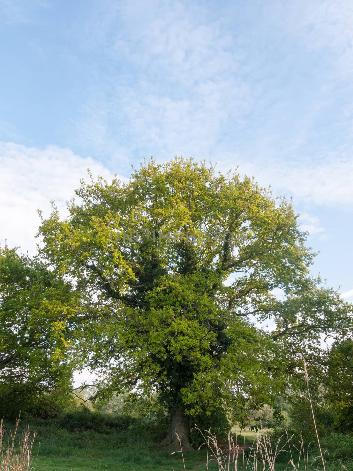 a lovely ripe tree fresh with green leaves nature beauty growing outside spring