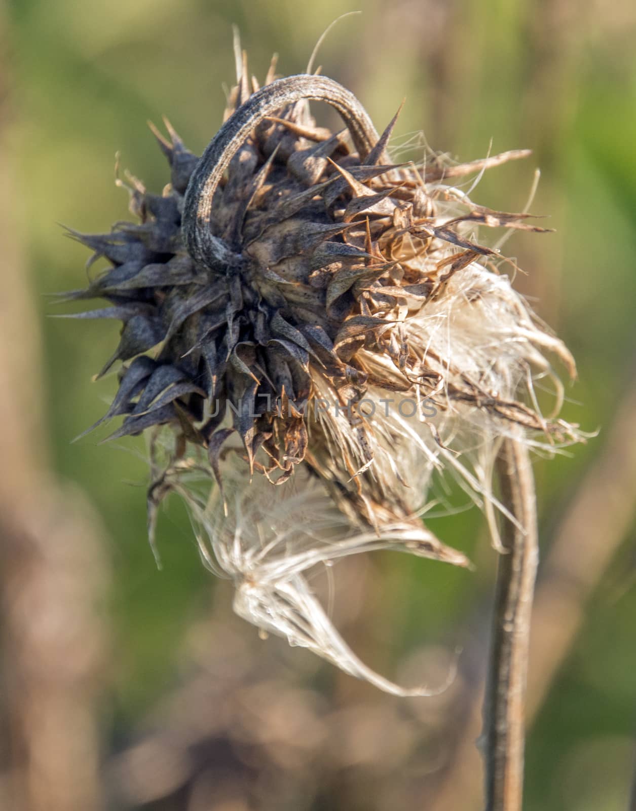 A dry and dead thistle still stands in rural Kentucky.