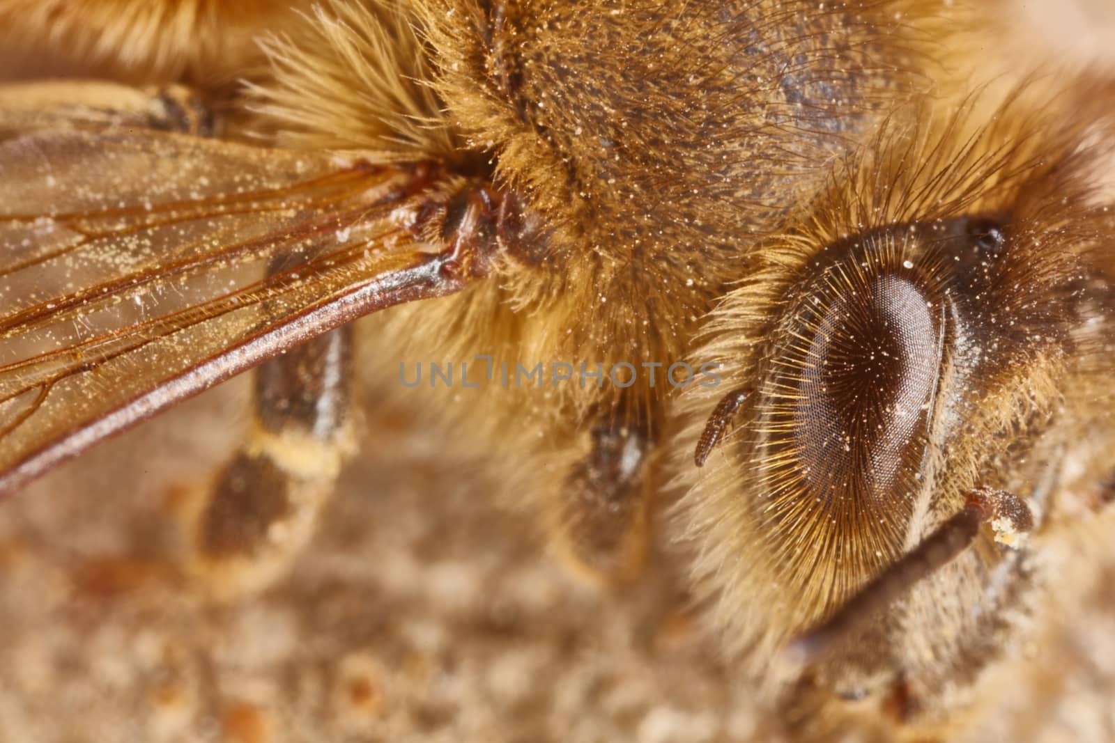 Eye and wing of a working bee extreme macro close up