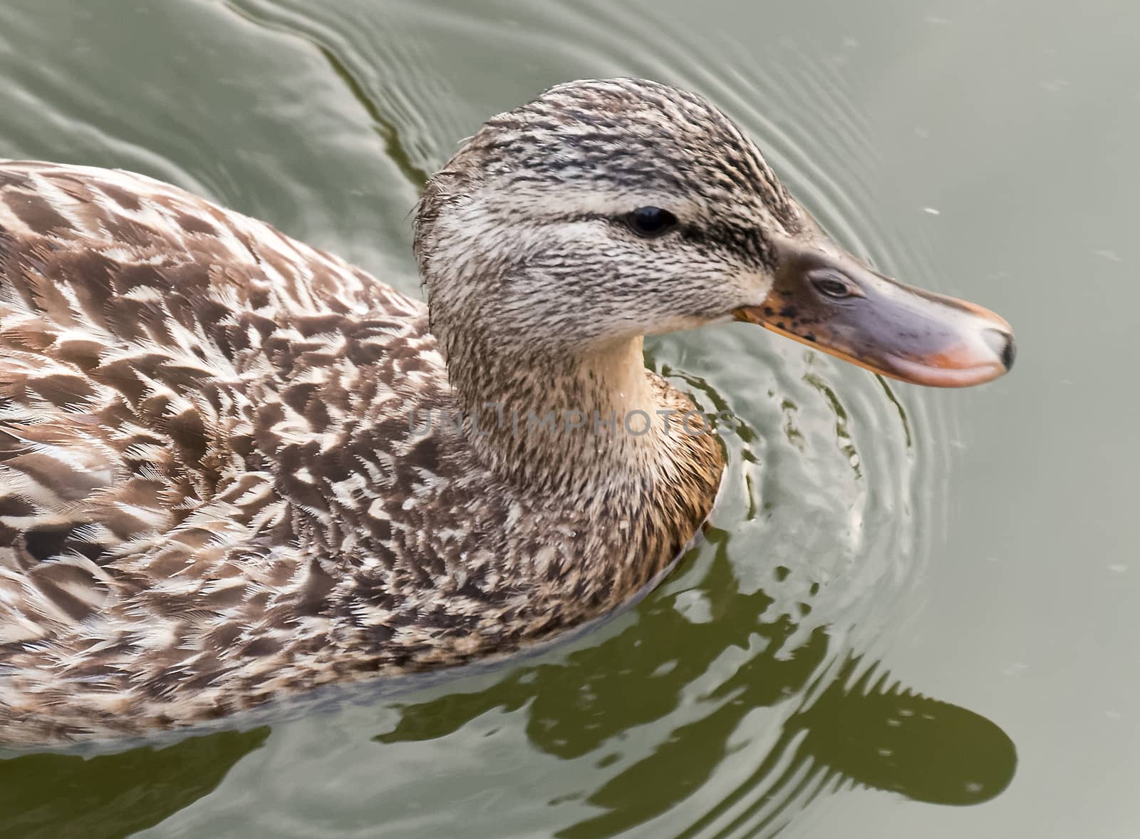 A close-up shot of a female duck swimming in a small pond.