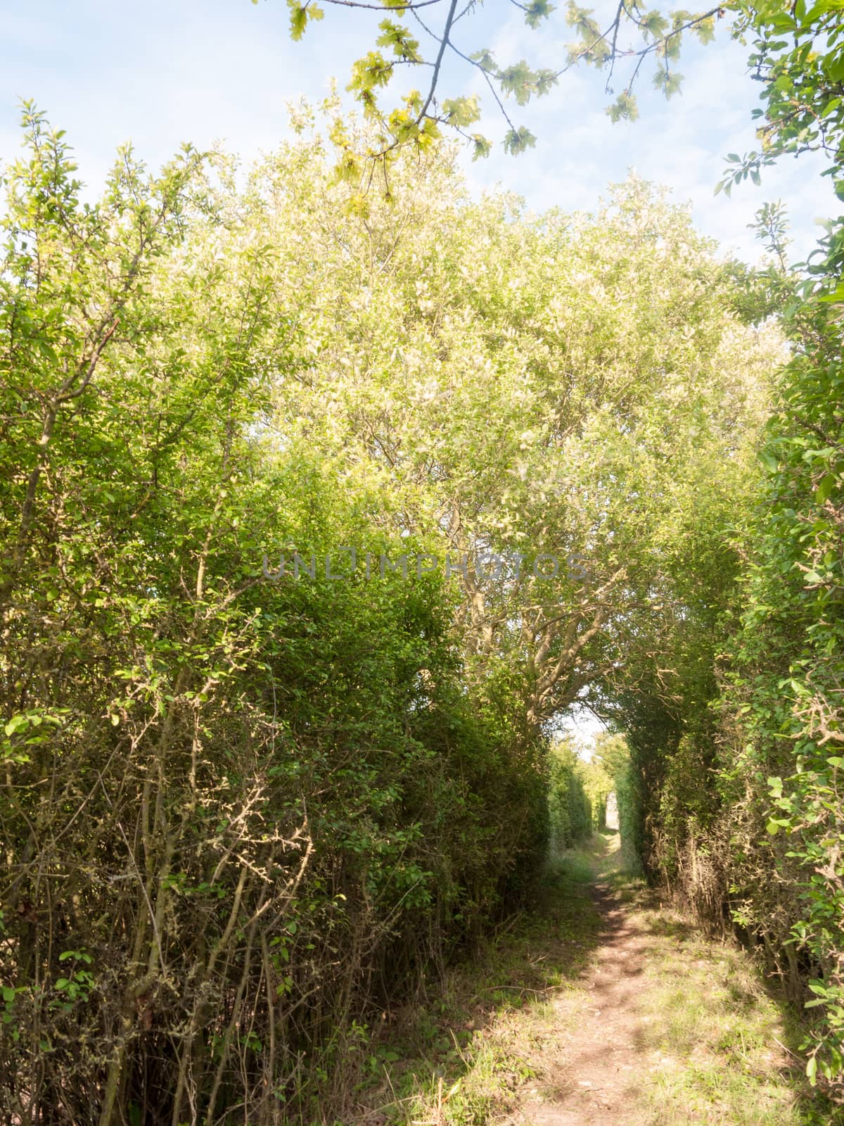 a pathway through a meadow with tree archway wonderful journey walking through country spring and summer natural light
