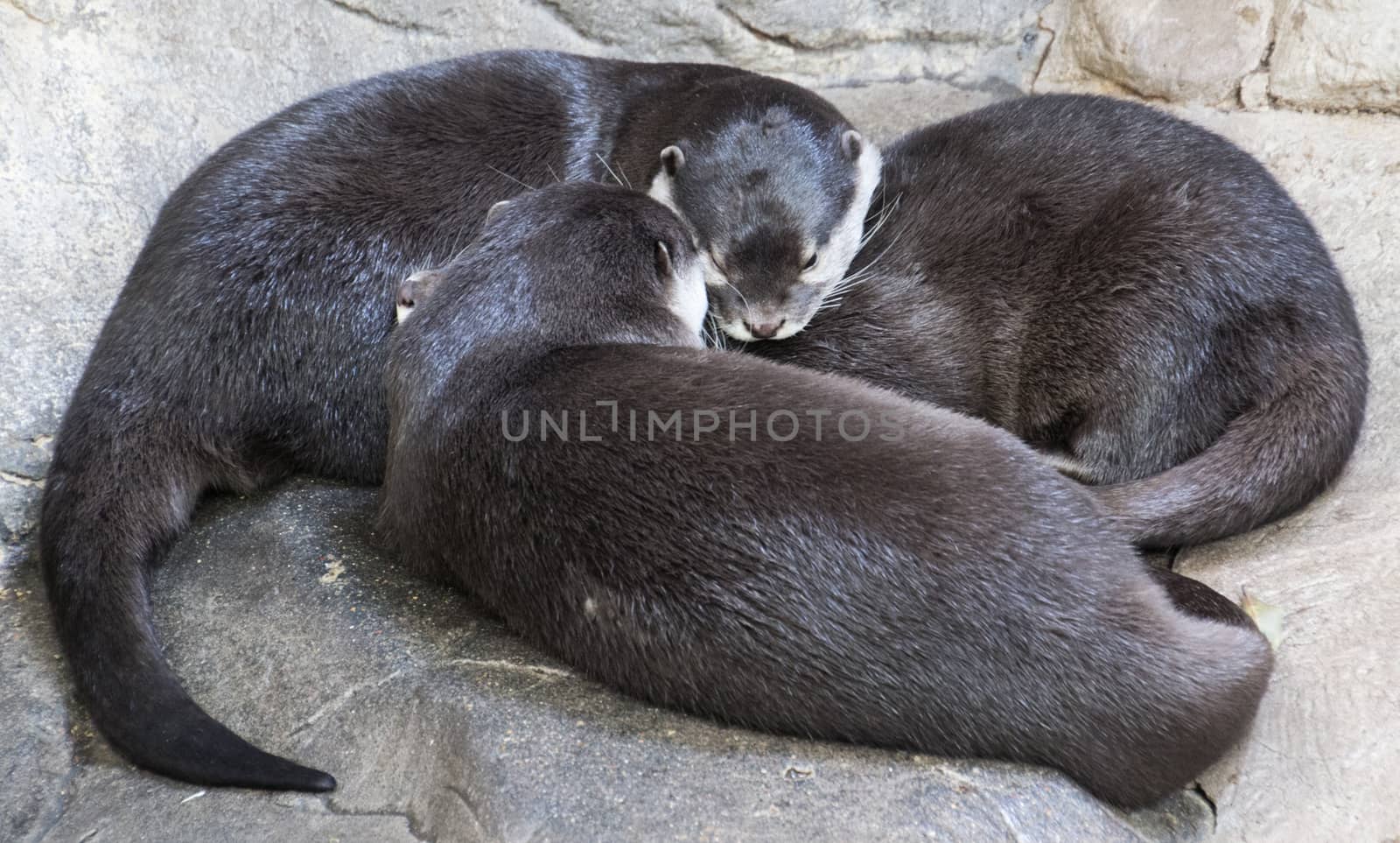 Three otters napping peacefully on a large rock.