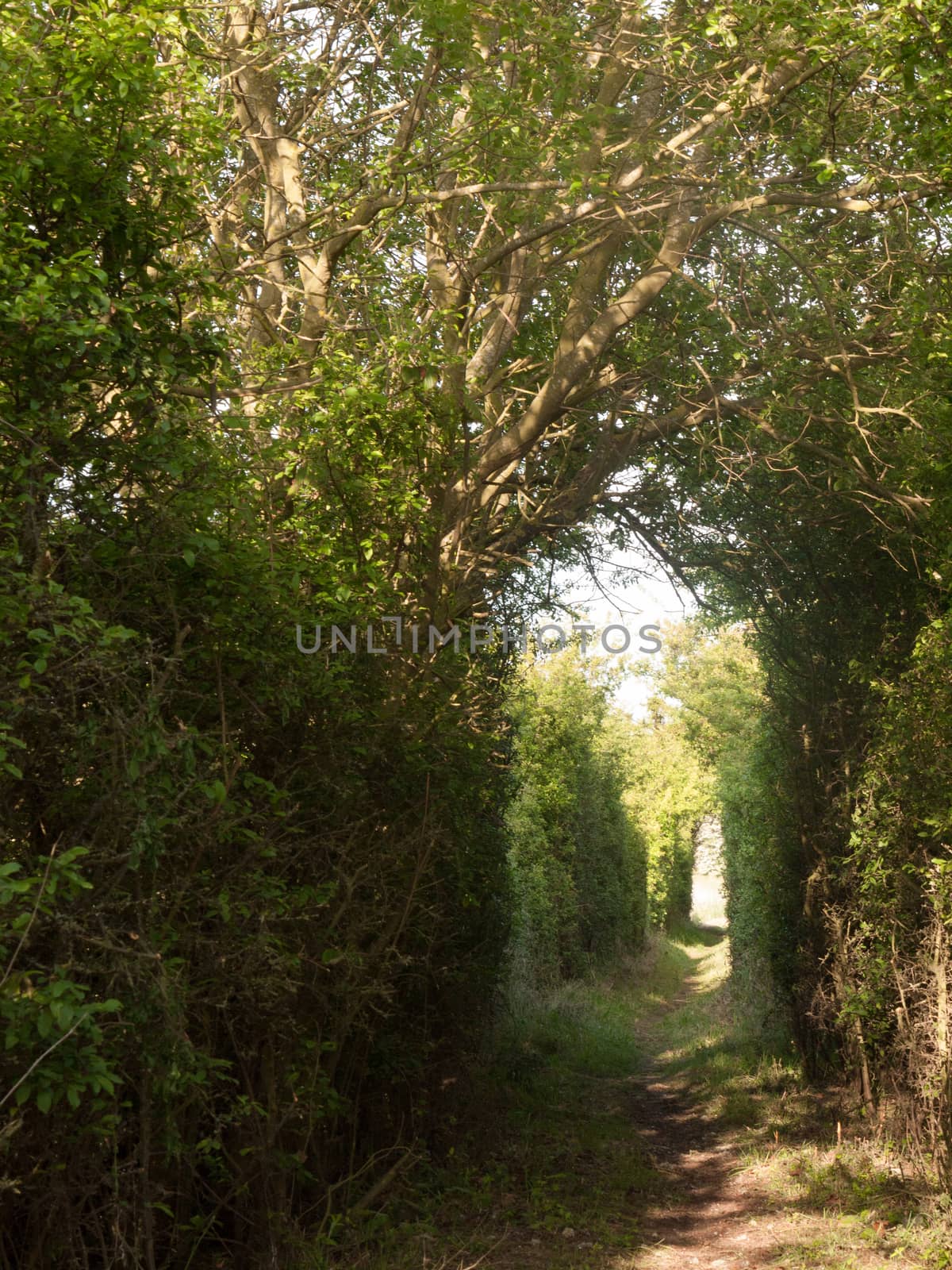 a pathway through a meadow with tree archway wonderful journey walking through country spring and summer natural light heaven wonder