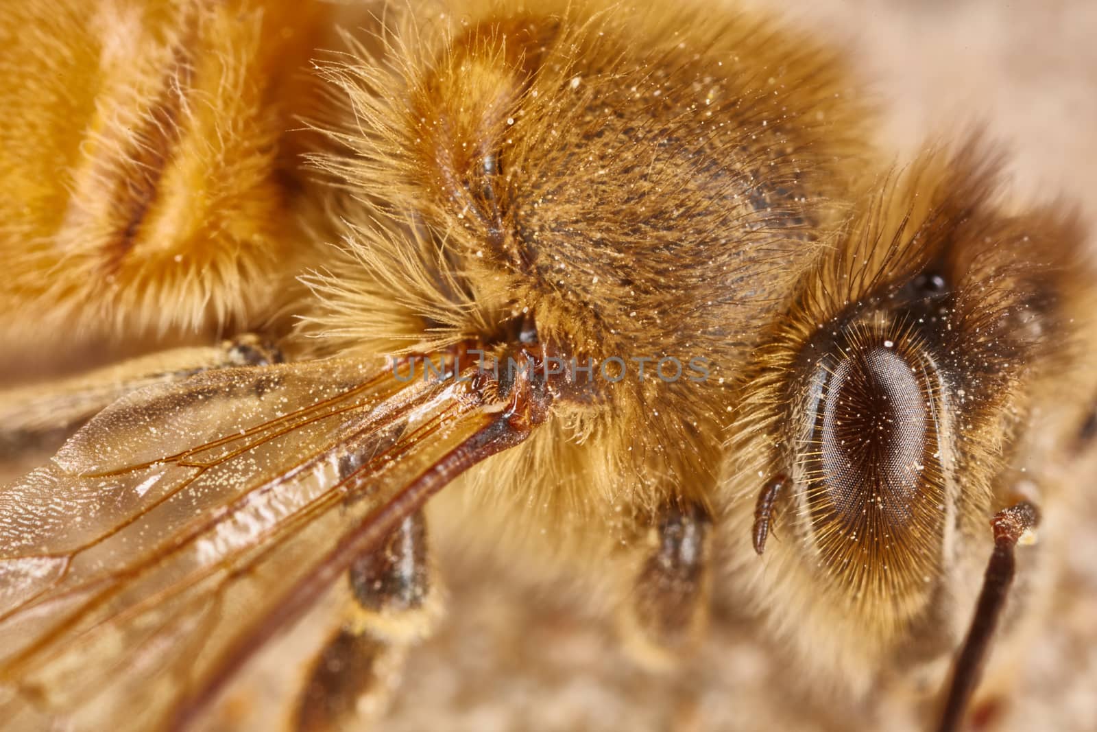 Eye and wing of a working bee extreme macro close up