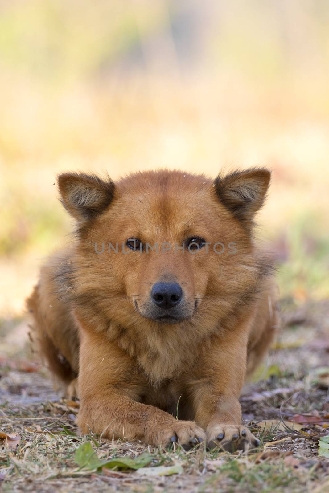 Image of brown dog on nature background. Pet.