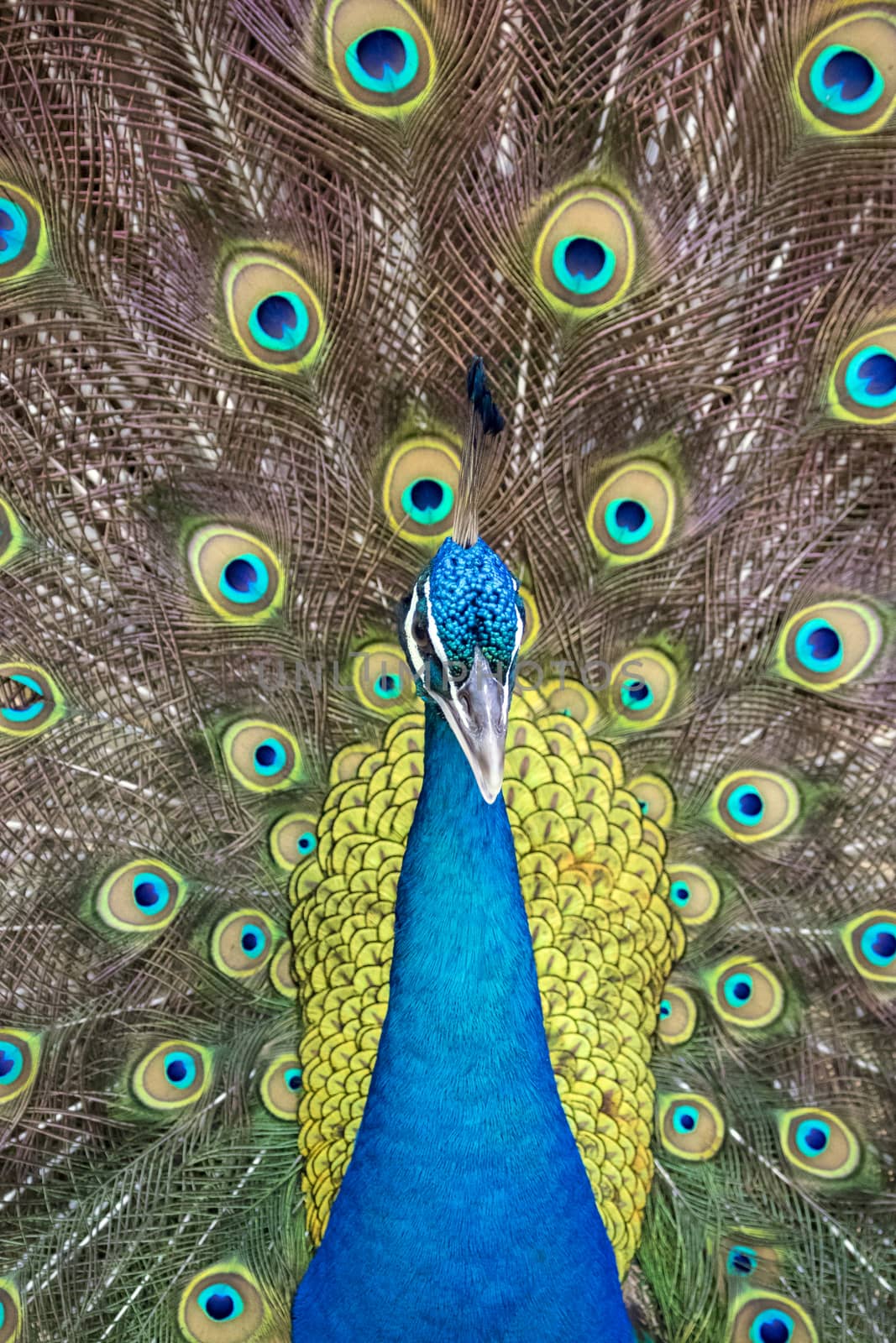 Image of a peacock showing its beautiful feathers. wild animals.