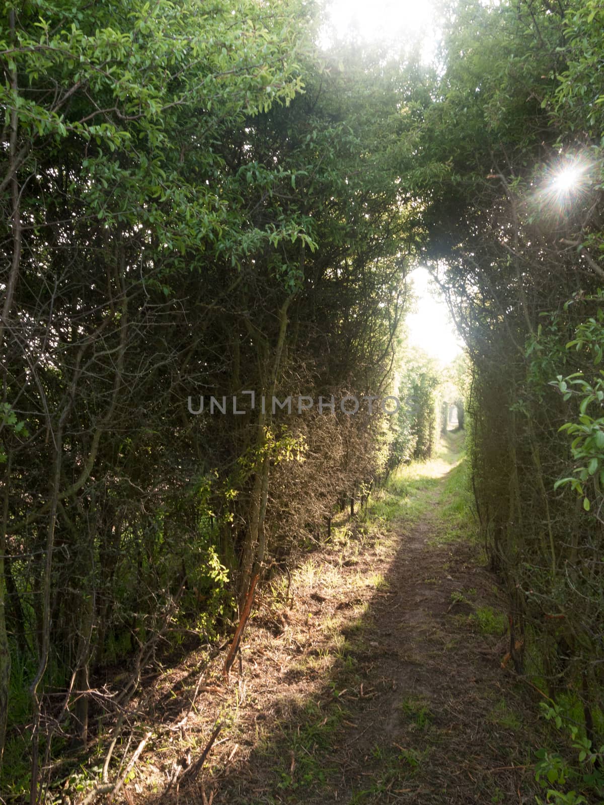 a pathway through a meadow with tree archway wonderful journey walking through country spring and summer natural light heaven wonder heavenly nature