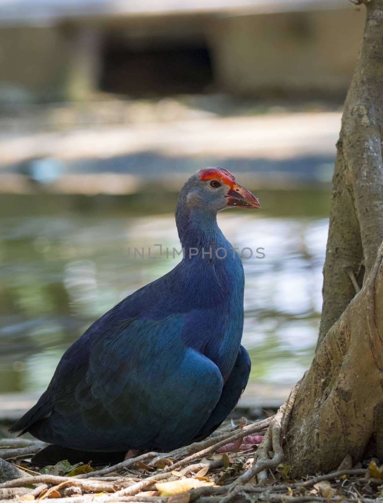 Image of pukeko bird on nature background. wild animals.