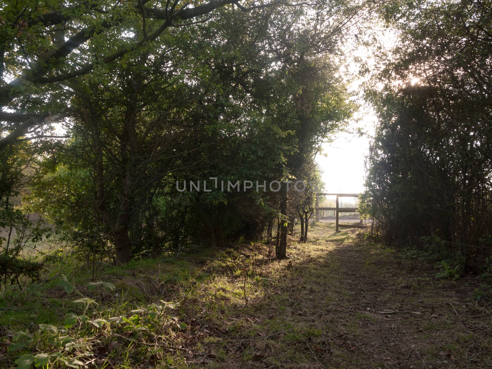 lush archway through nature countryside to walk and ramble through with wooden gate entrance peaceful and serene day