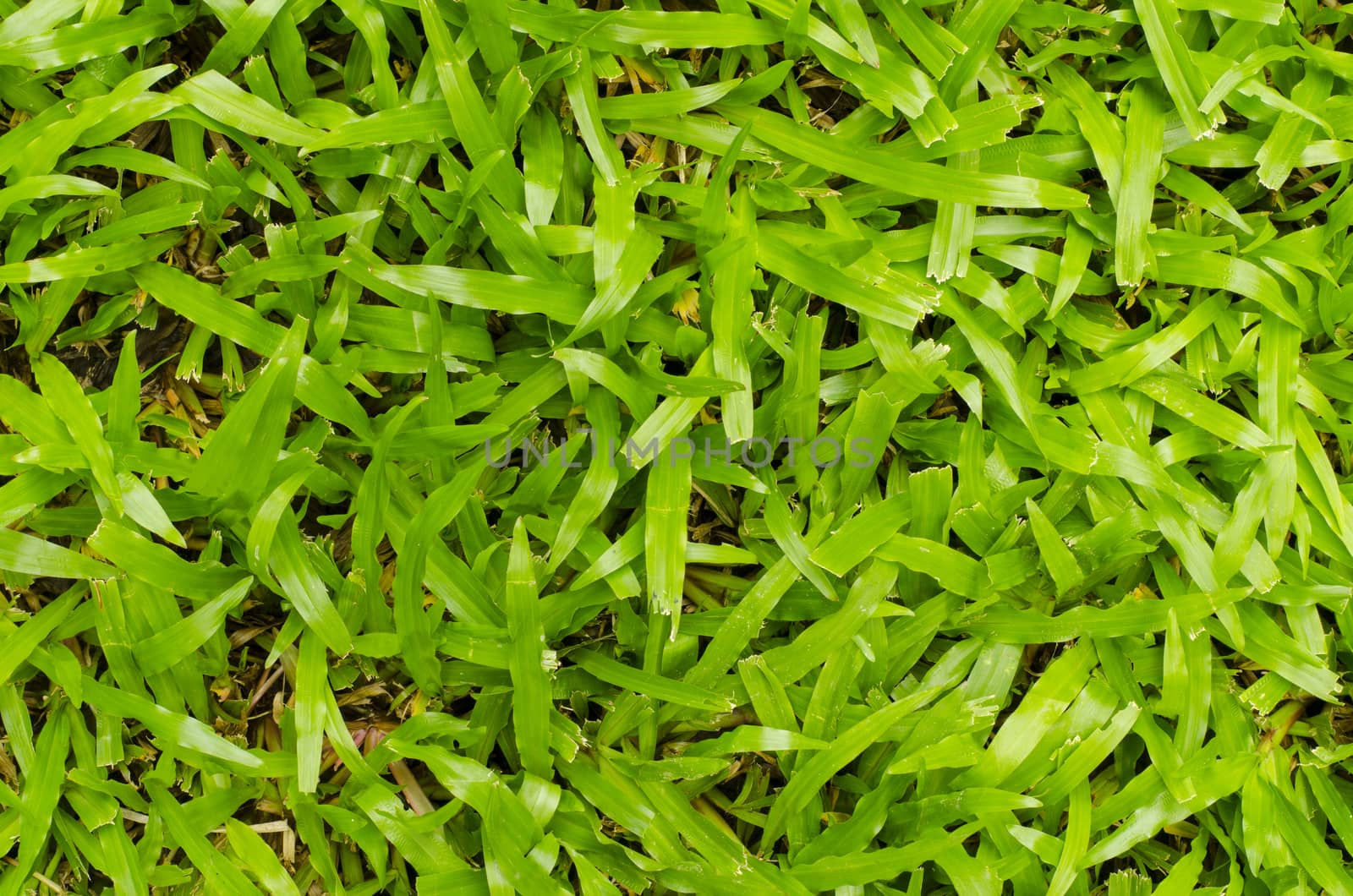 Green grass background  by phochi