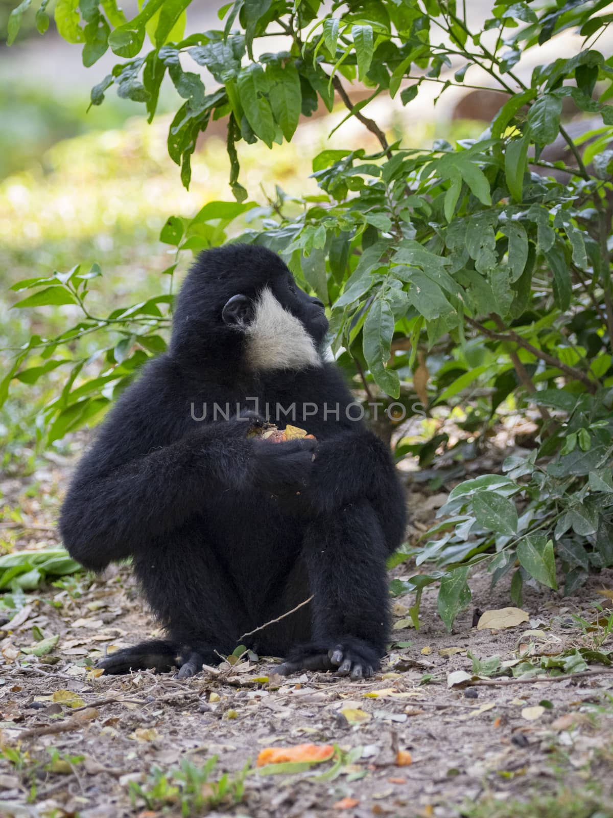 Image of black gibbon (White-Cheeked Gibbon) eating food on nature background. Wild Animals.