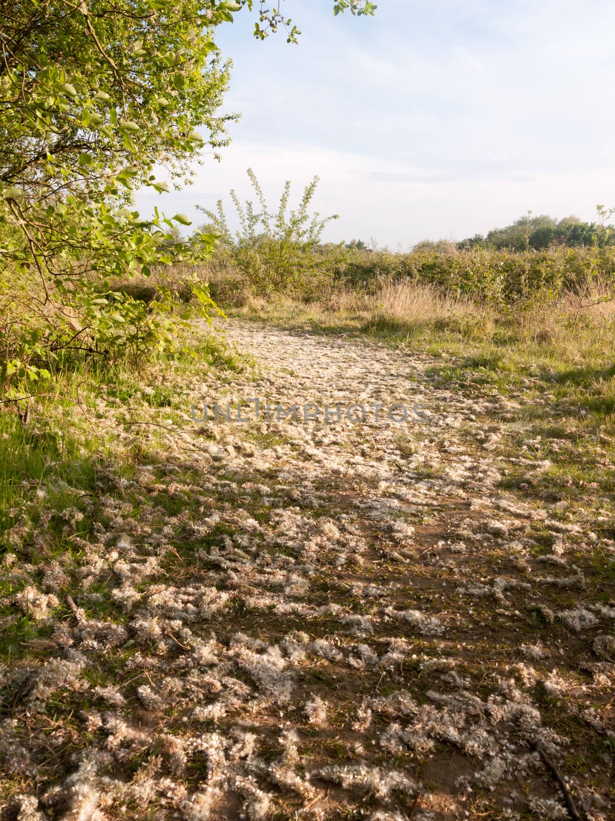 a pathway of pretty fallen fluff from trees heavenly and wedding like coronation stunning spring light