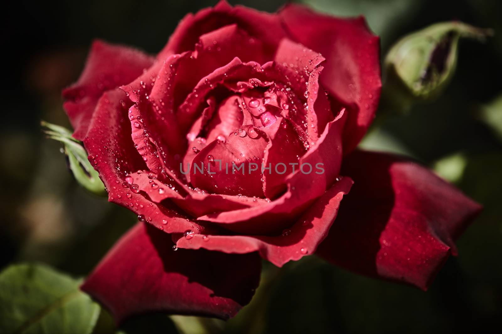 Colorful rose with juicy raindrops on it