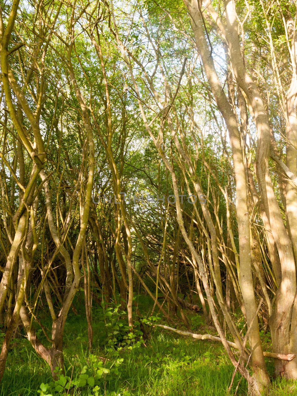 stunning lush trees inside a forest in nature with no people around and peaceful tranquility