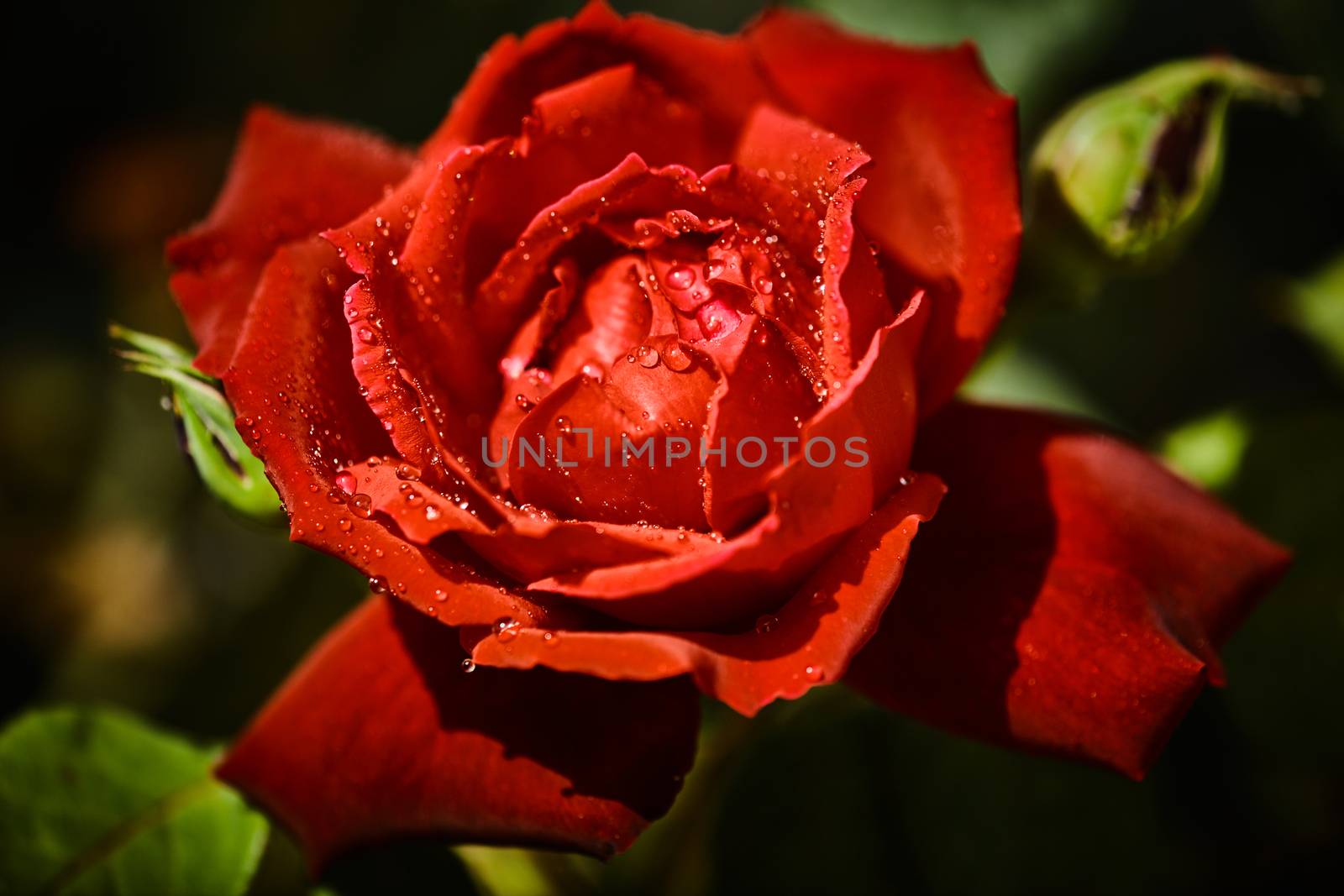 Colorful rose with juicy raindrops on it