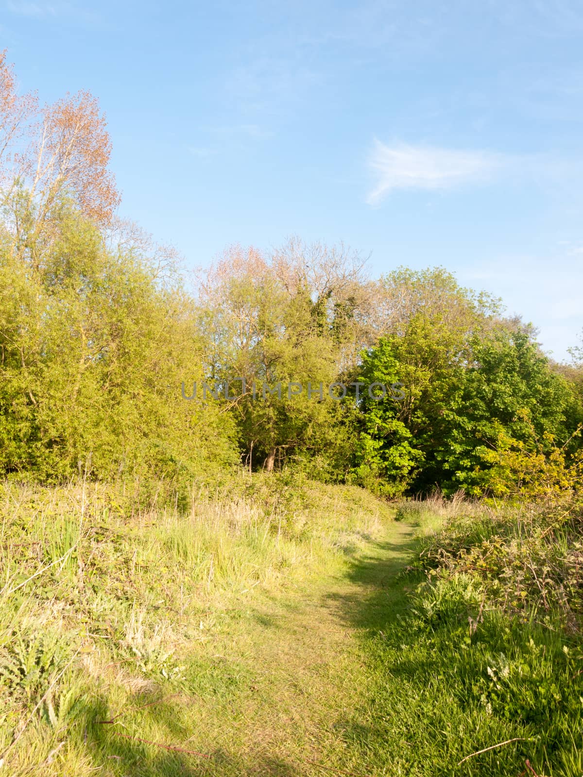 lush green verdure and foliage outside in spring walking meadow for peaceful being and natural connection spiritual