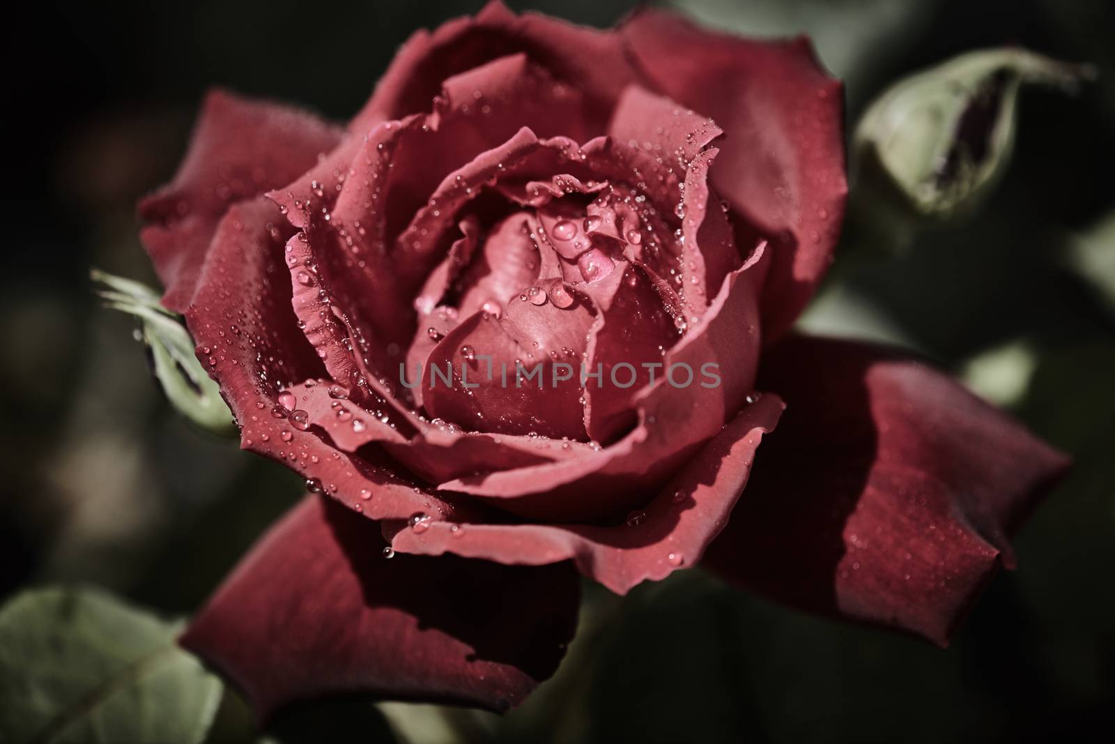 Colorful rose with juicy raindrops on it