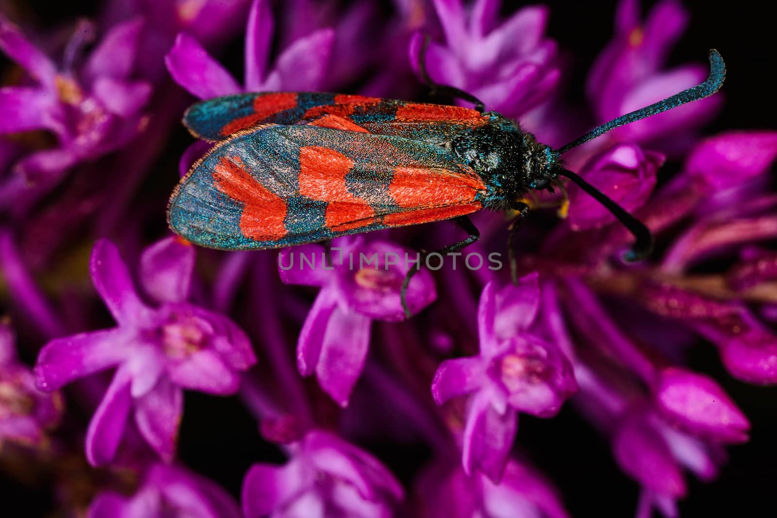 Zygaenidae insect on a flower macro photo