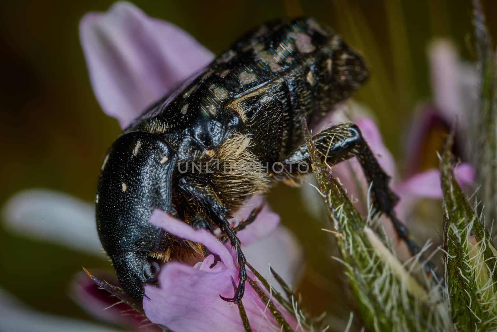 Scarabaeidae Cetoniine small flower eating bug macro